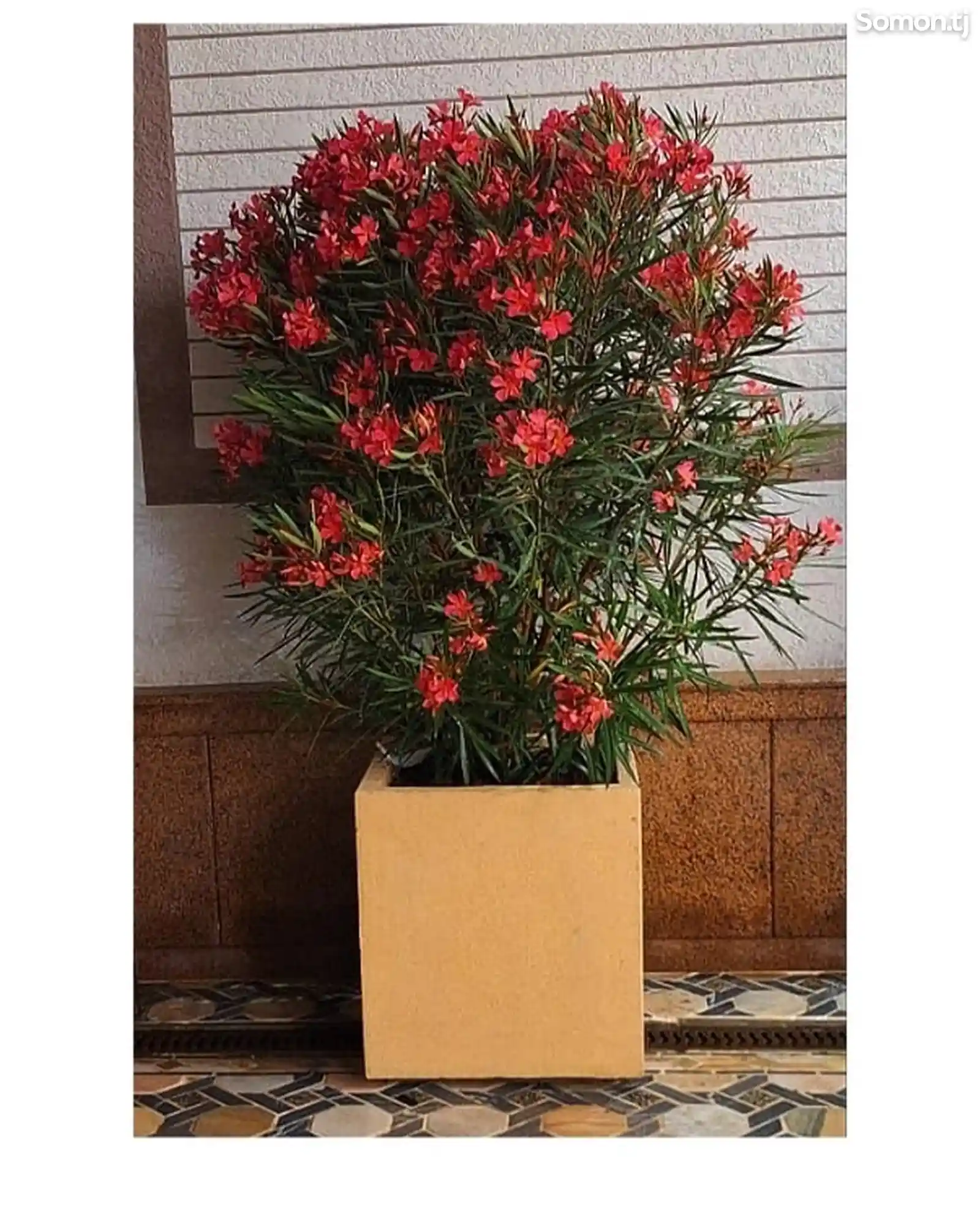 Кашпо для цветов и декоративных растений-1