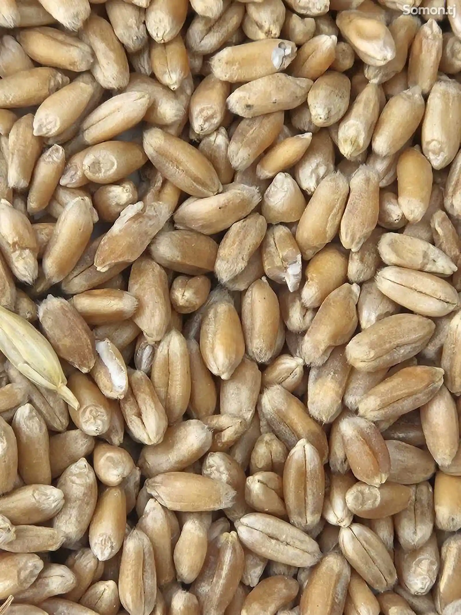 Гандум / пшеница-2