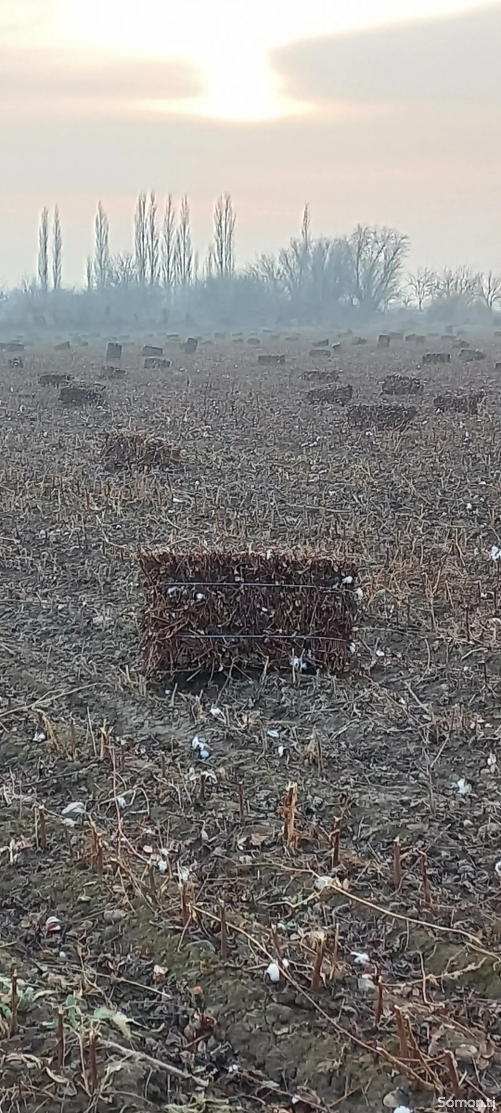 Гузапоя, прессованный-1