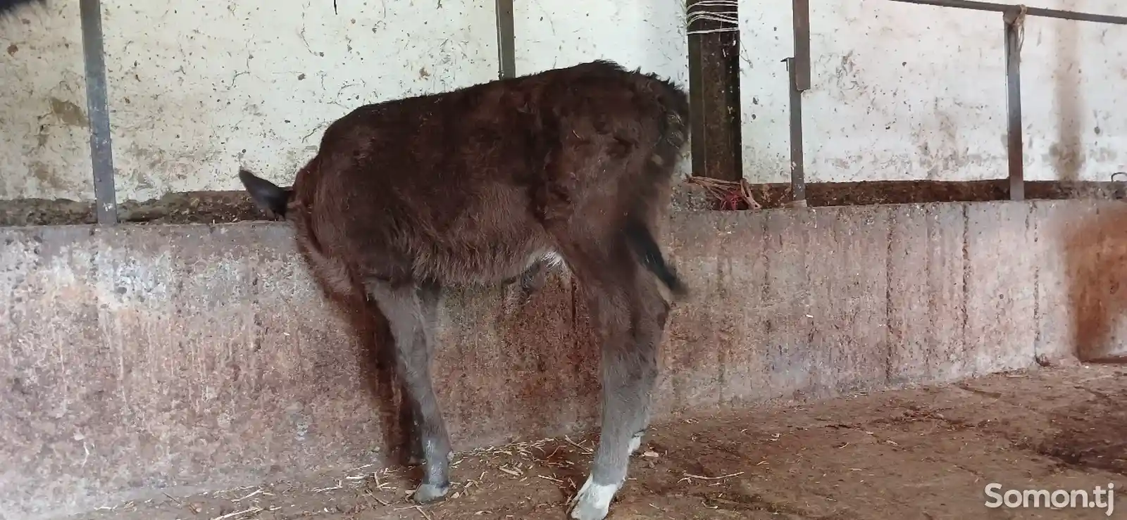 Гусолаи букачаи ширхур мархамат-2