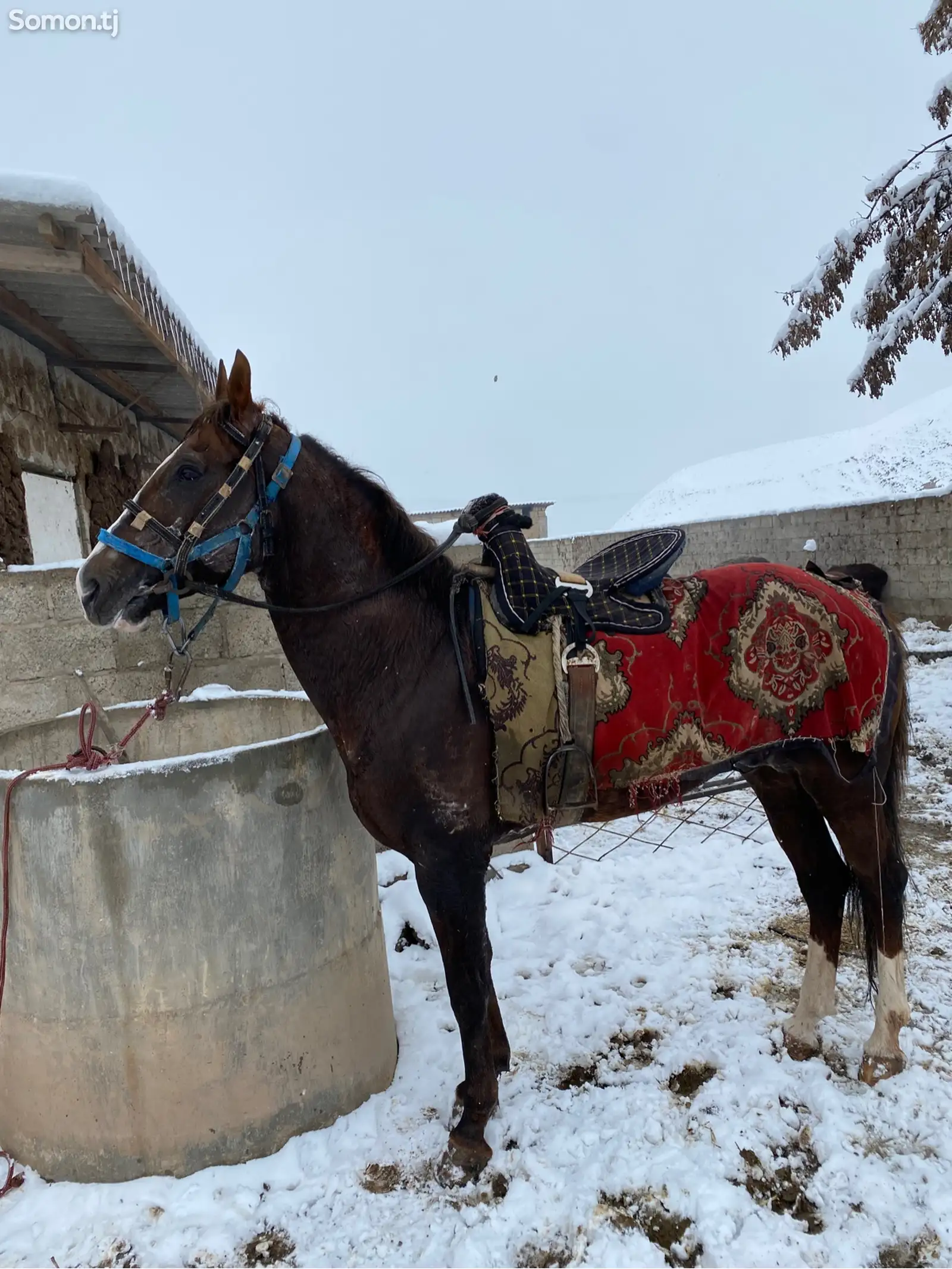 Асп