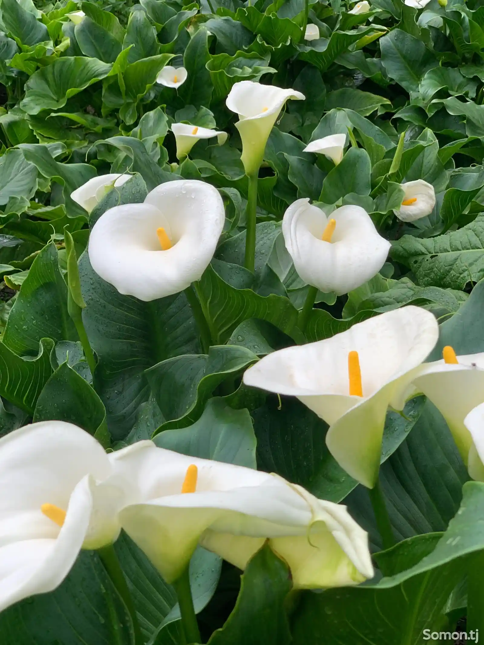 Садовые цветы белая калла-1