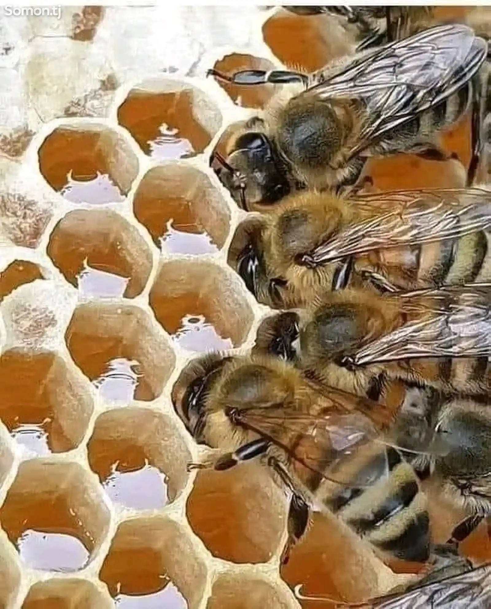 Пчелы/Занбури асал-5
