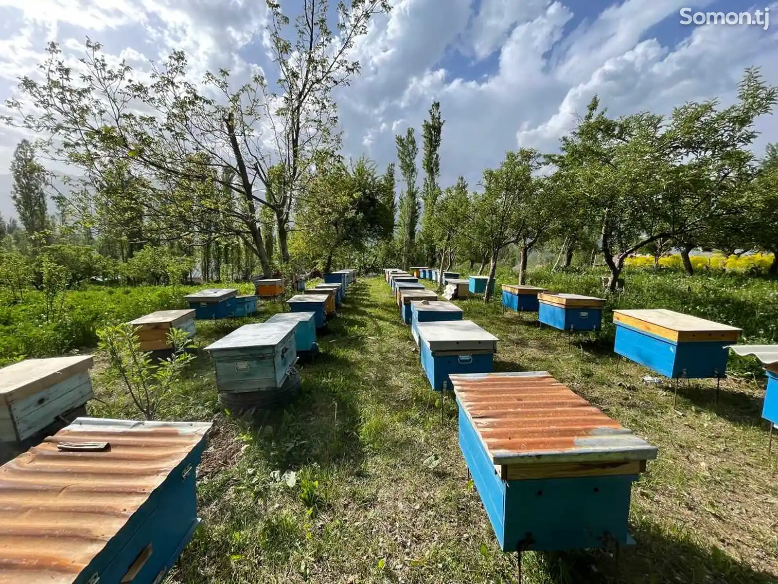 Ящики для пчел-3