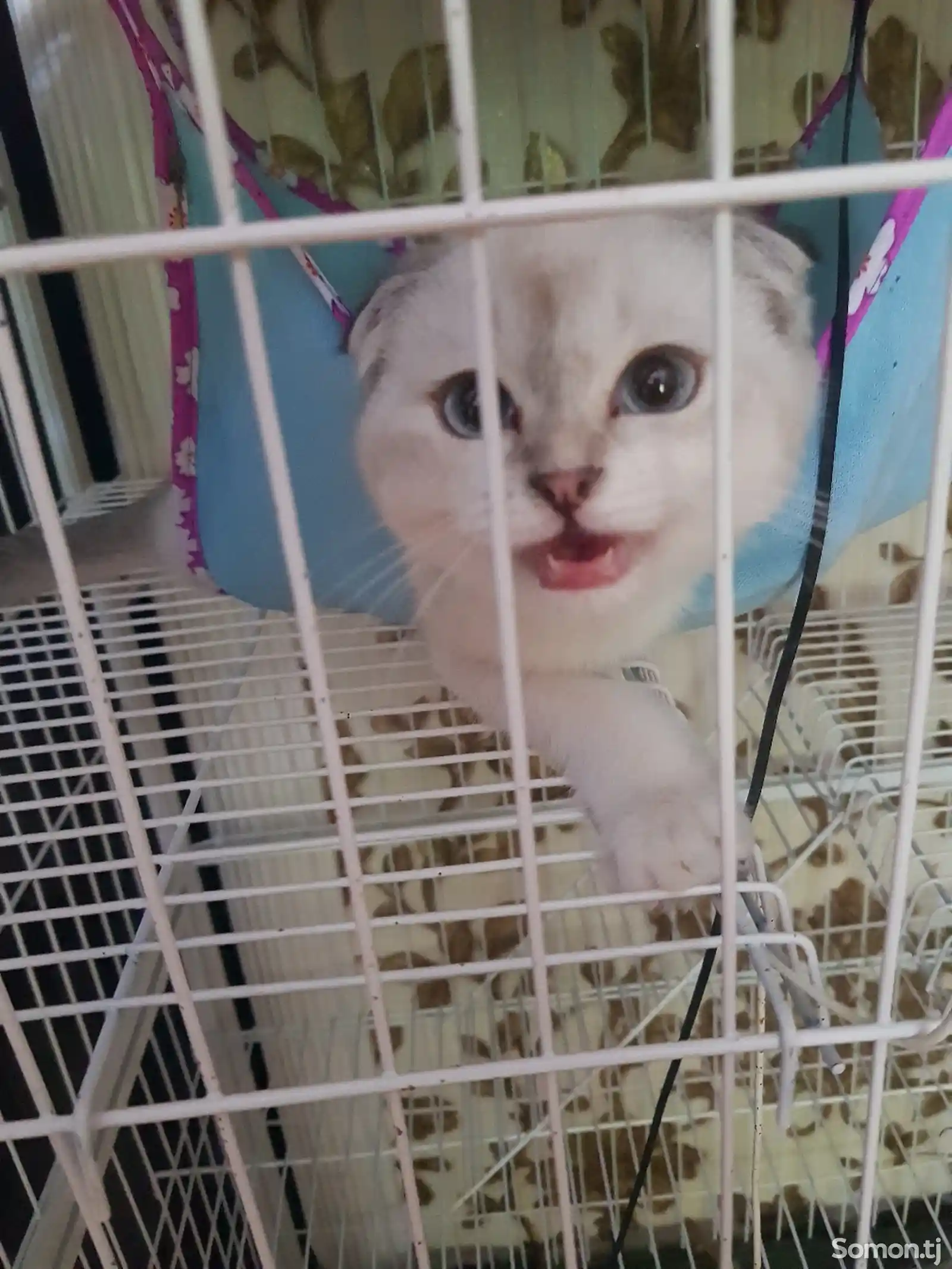 Котёнок тайский-8