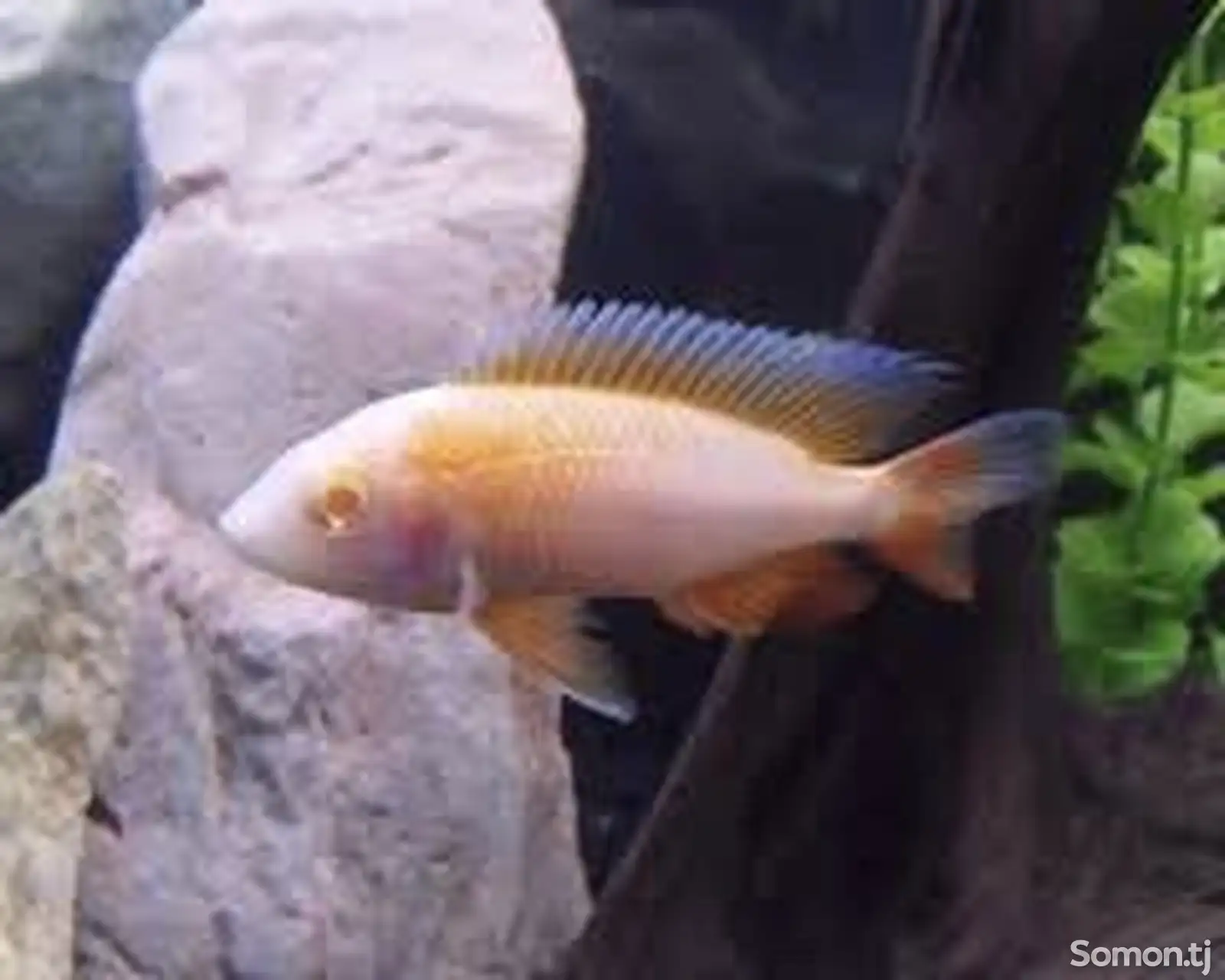 Рыба Aulonocara Firefish Albino-1