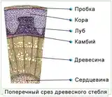 Услуги репетитора по биологии-3