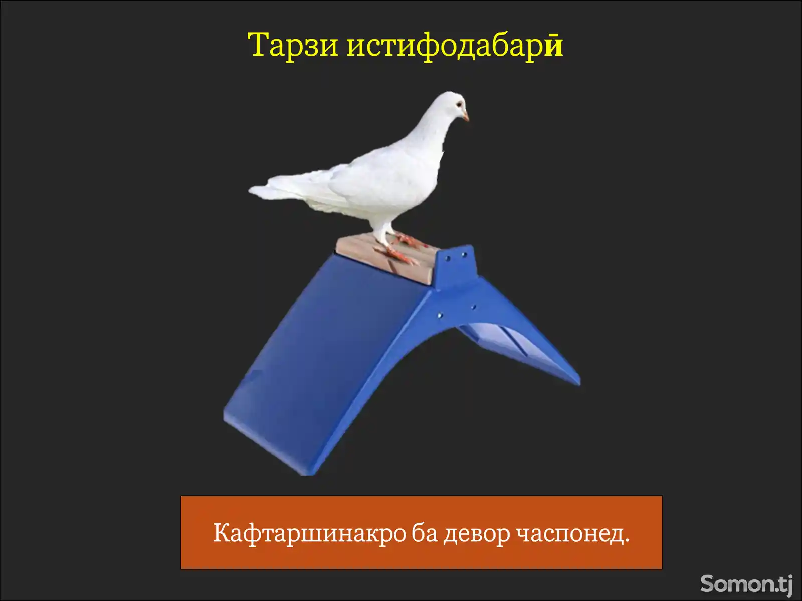 Сиденье для голубей насест-4