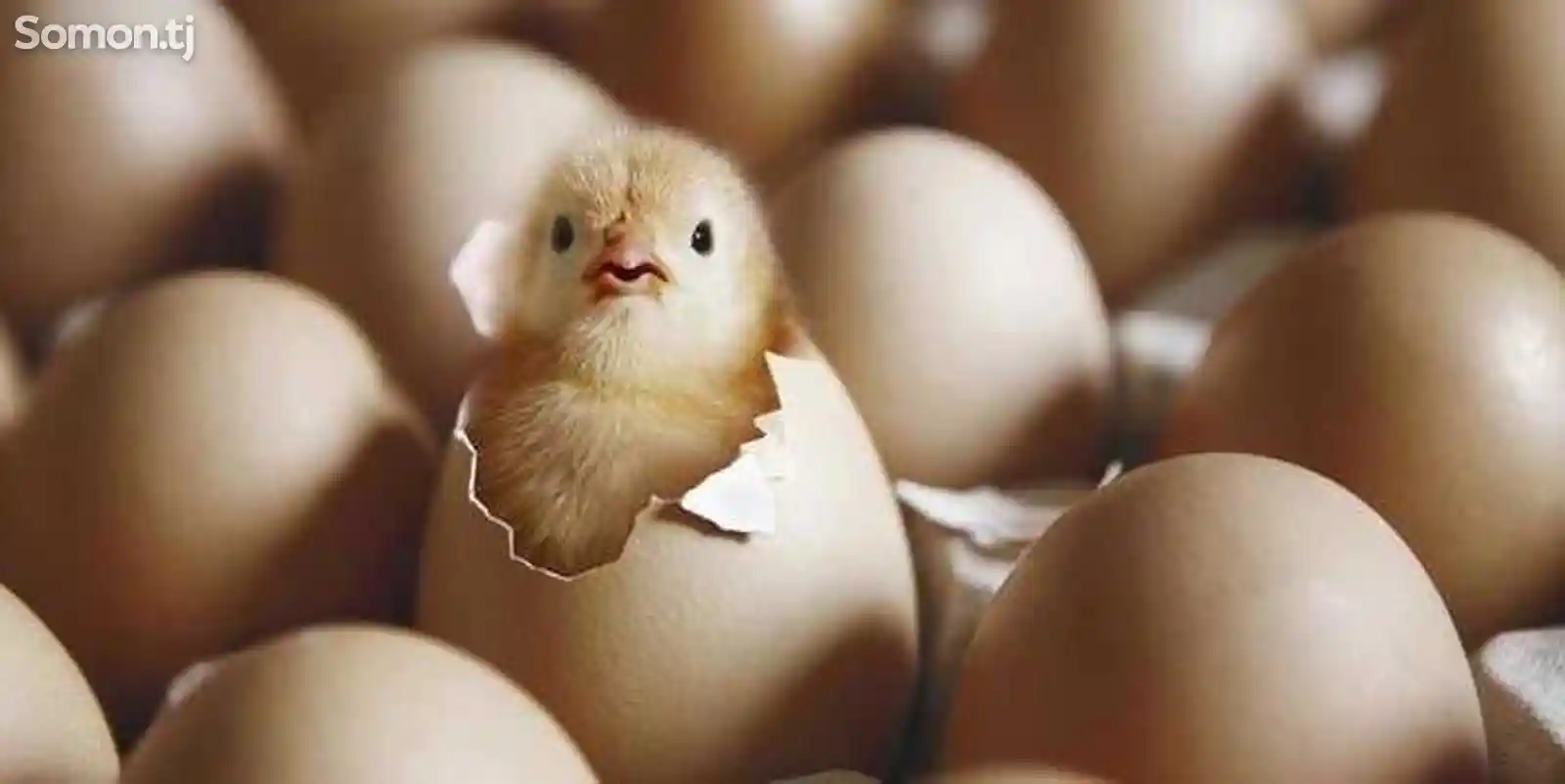 Яйца для Инкубации-4