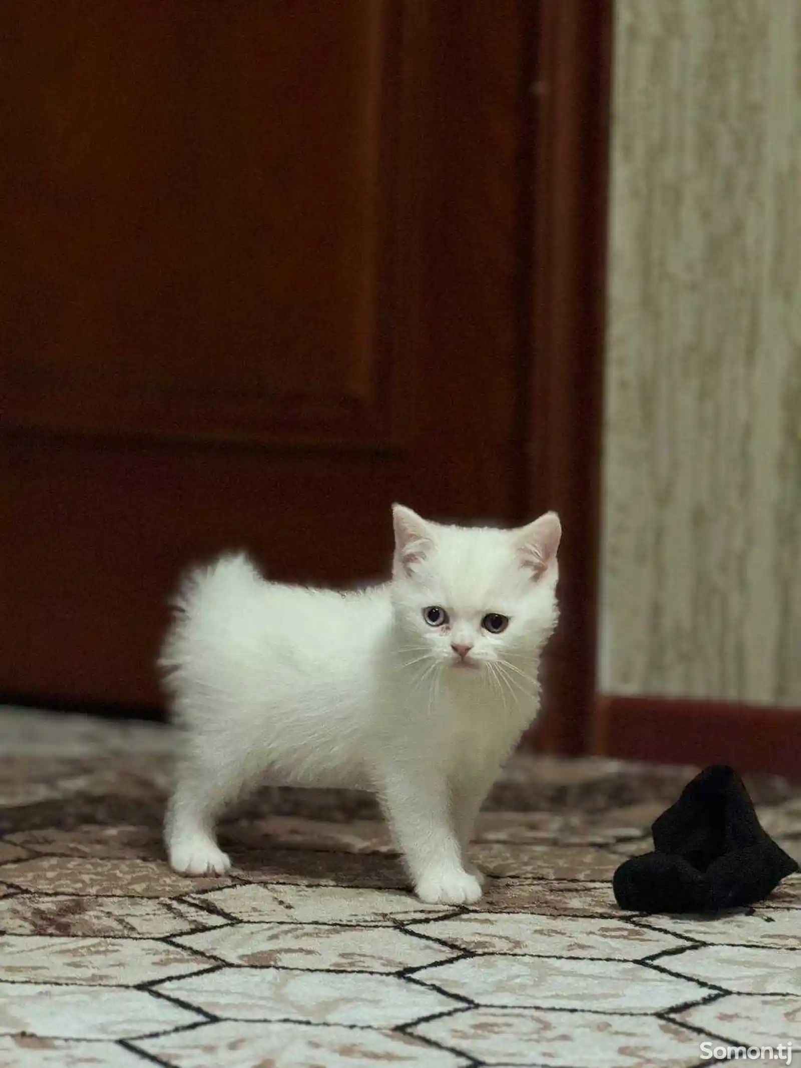 Шотландский белоснежный котёнок с разными глазами-8