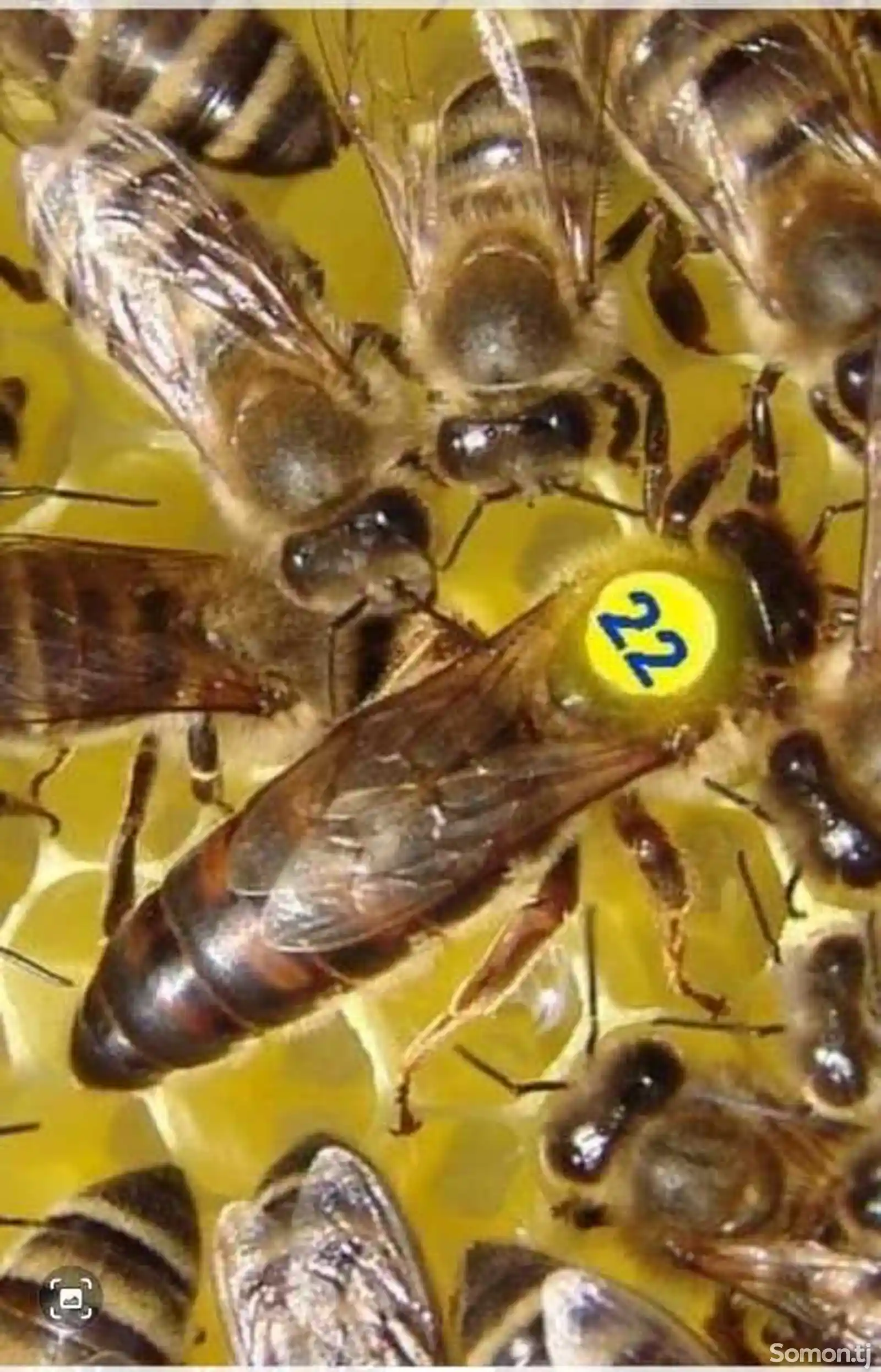 Пчёлы-4