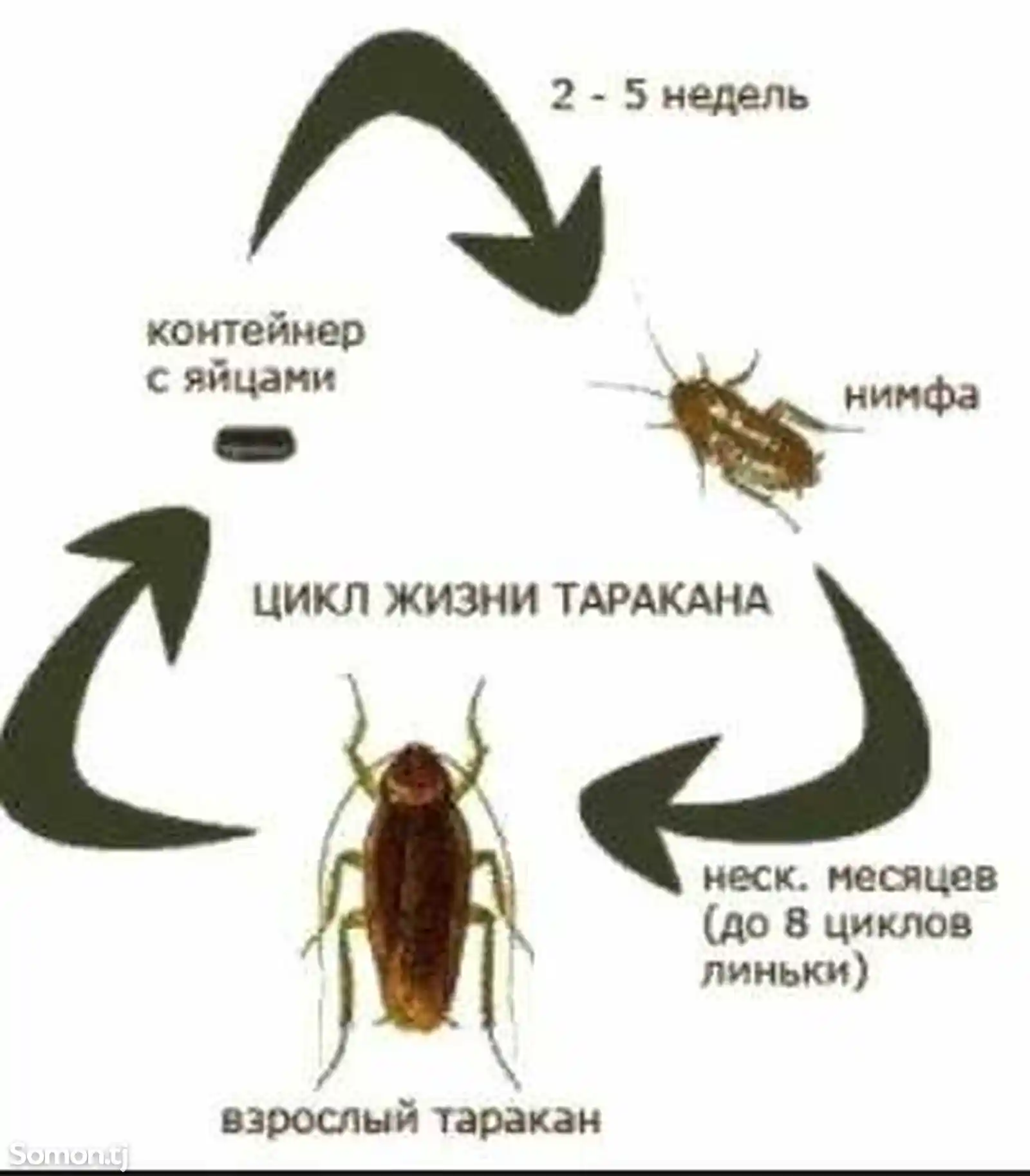 Дезинфекция от клопов, тараканов и блох-8
