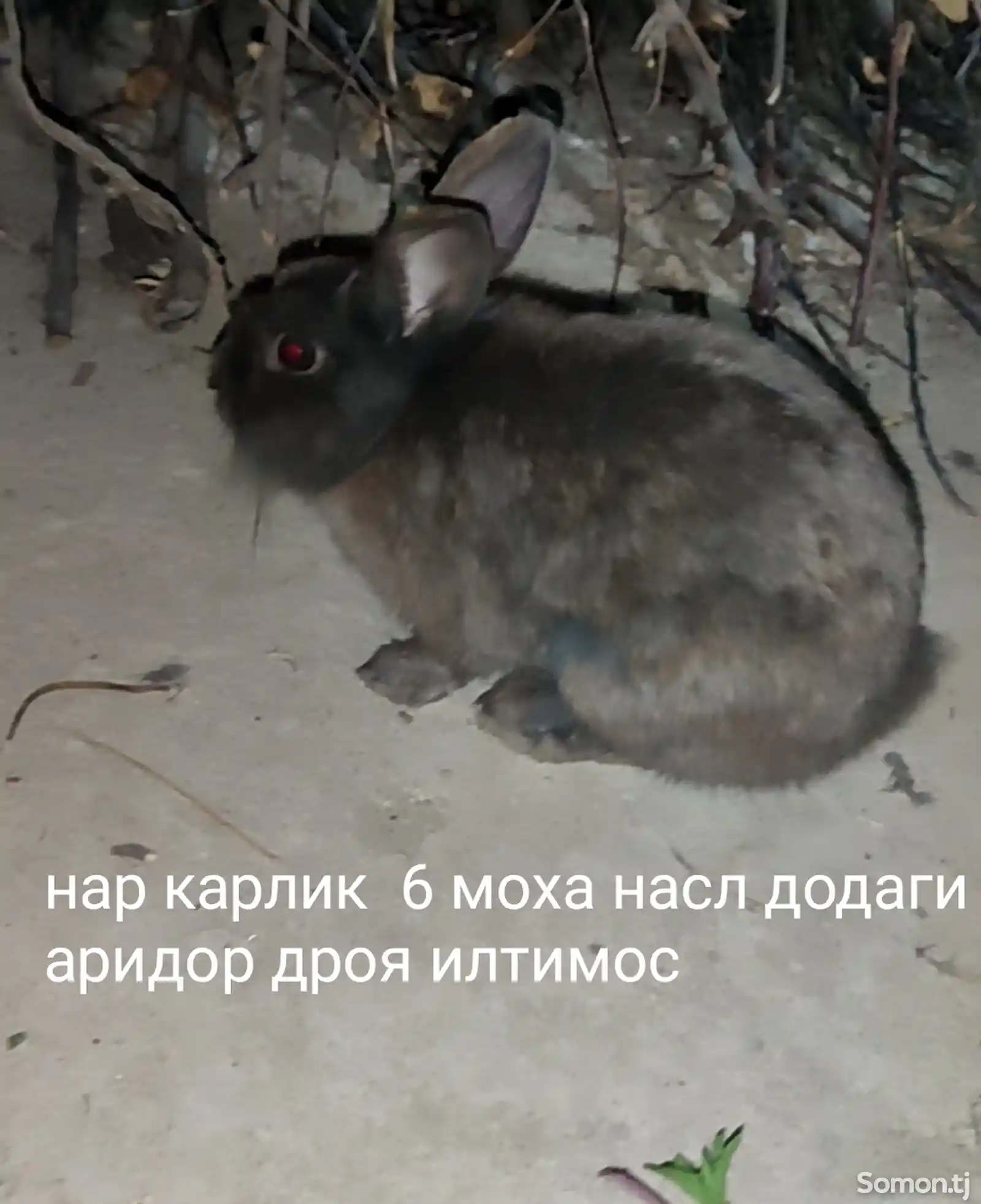 Кролик карлик