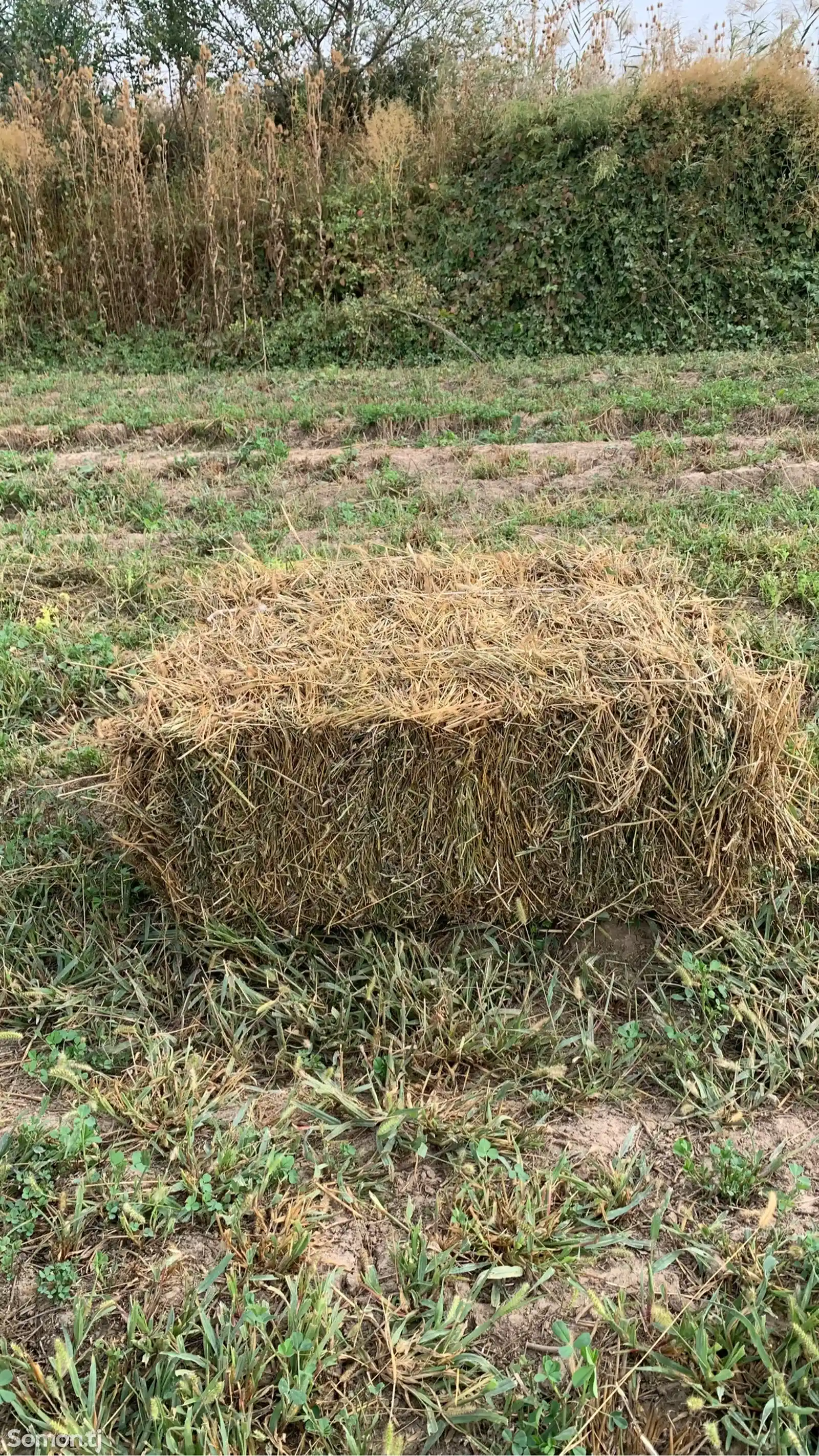 Пресcи рушка барои чорво-1