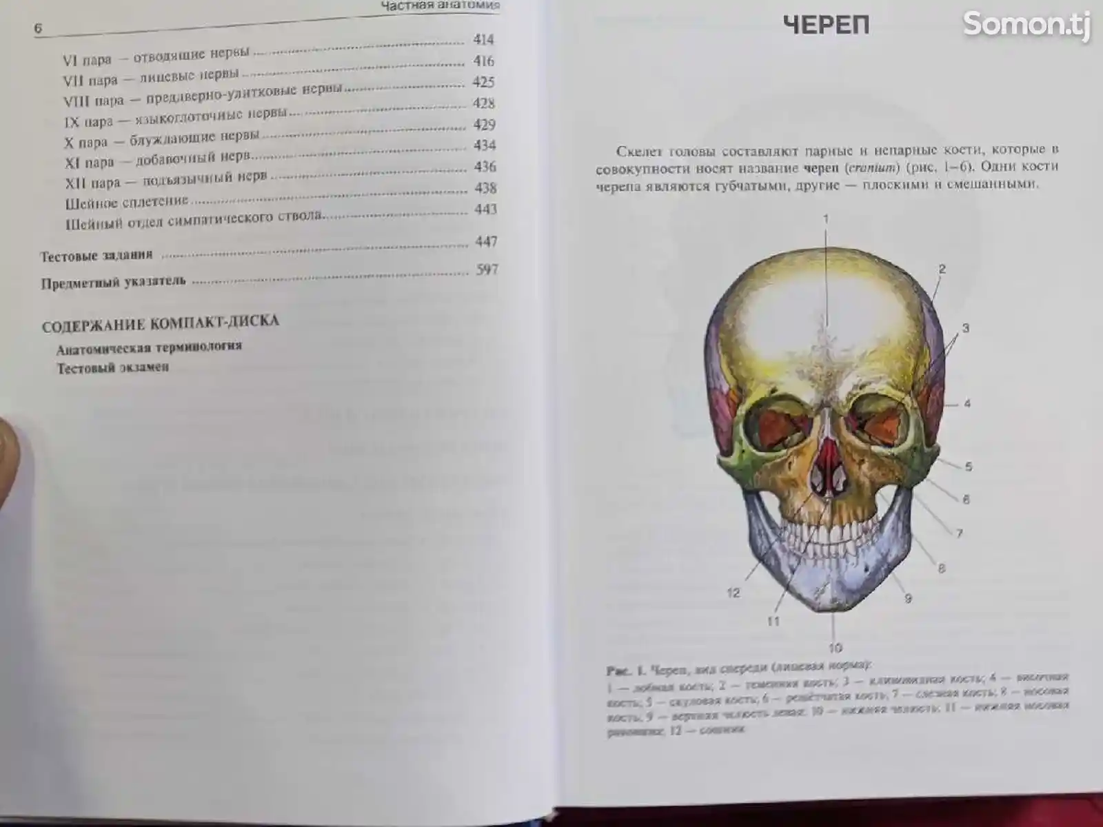 Книга-Анатомия человека 2-5