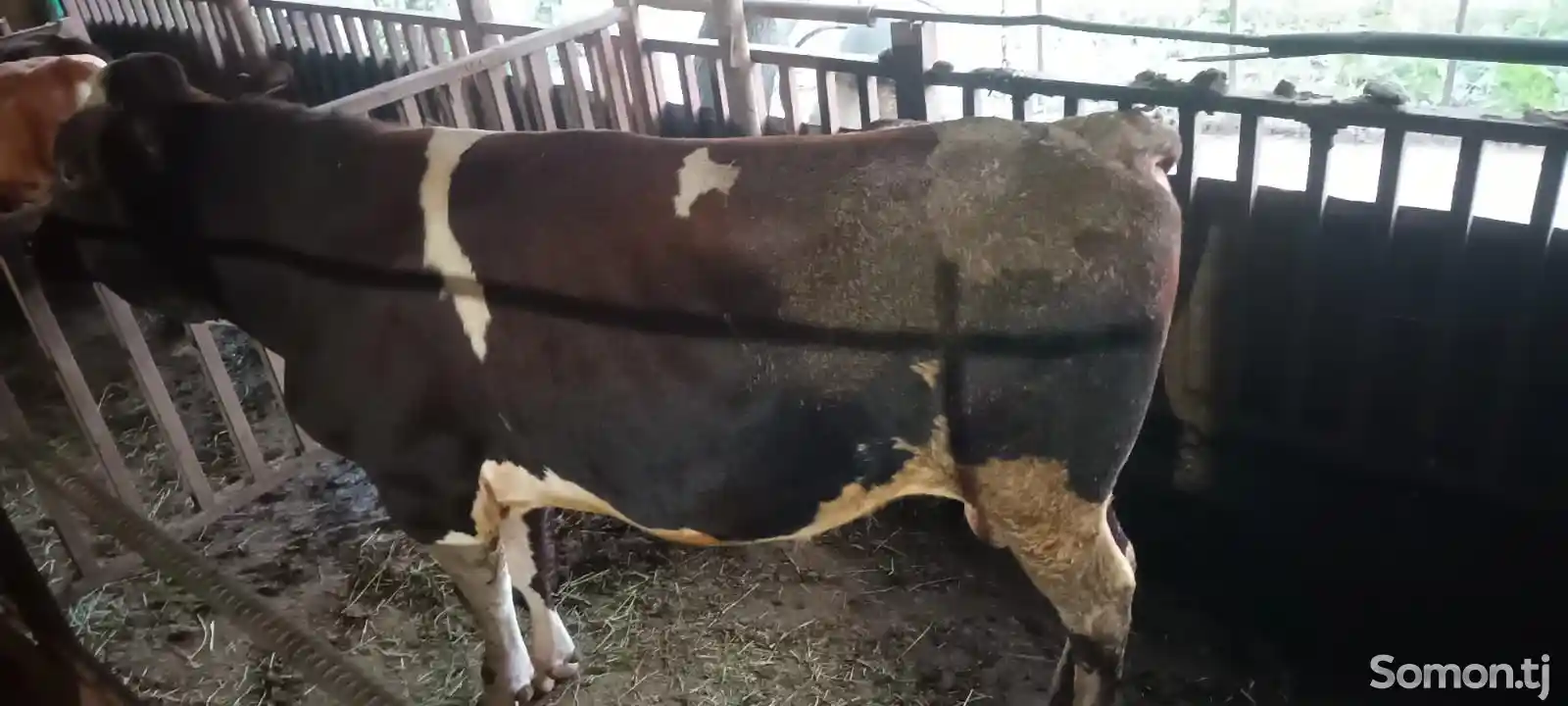 Корова породы симментал-1