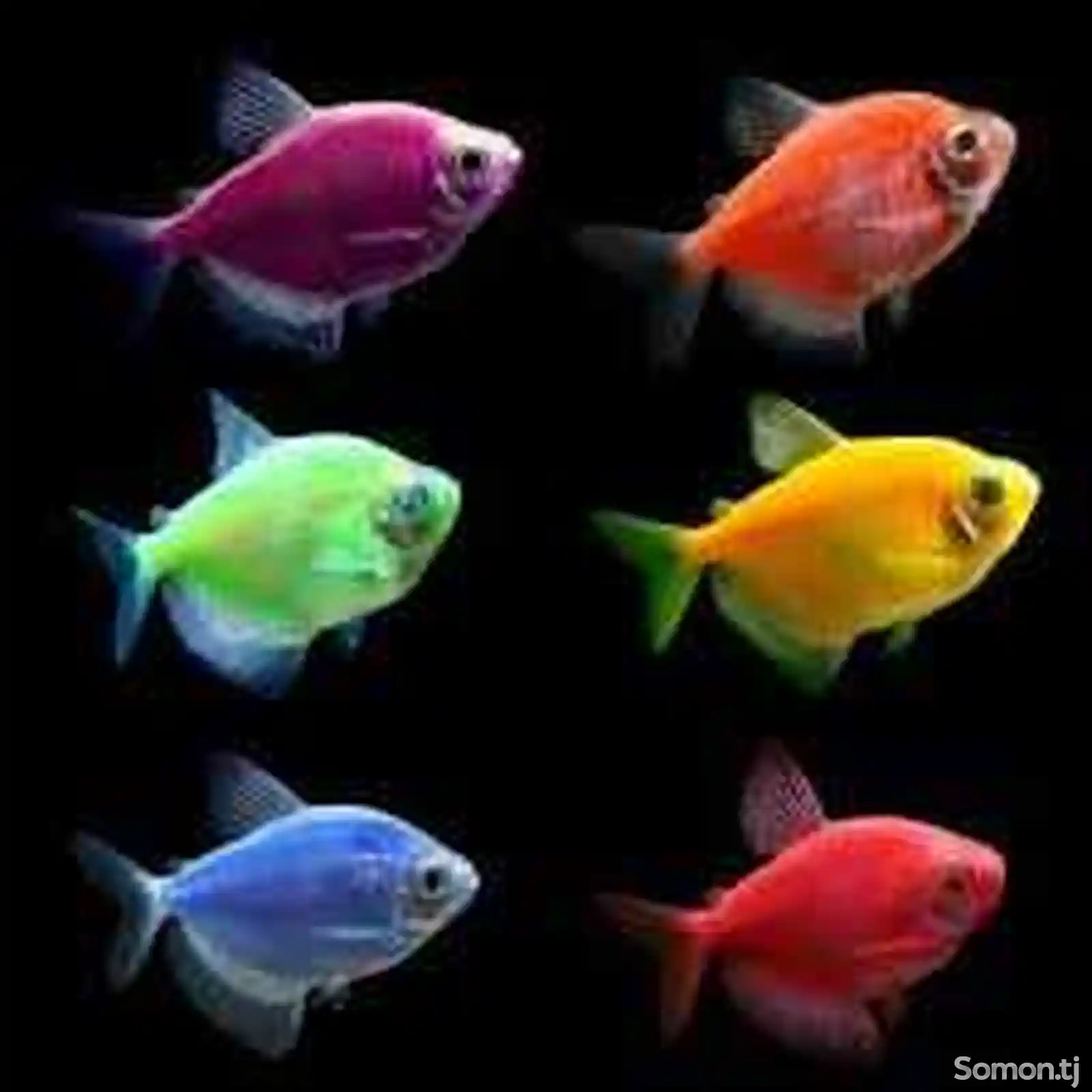 Рыбки Glo Fish-3