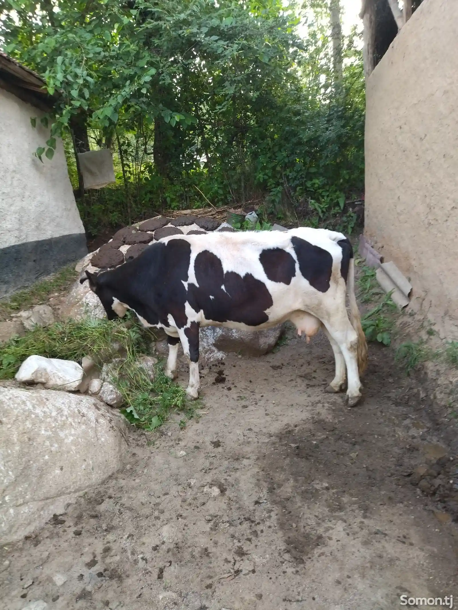 Голштинская порода коров-2