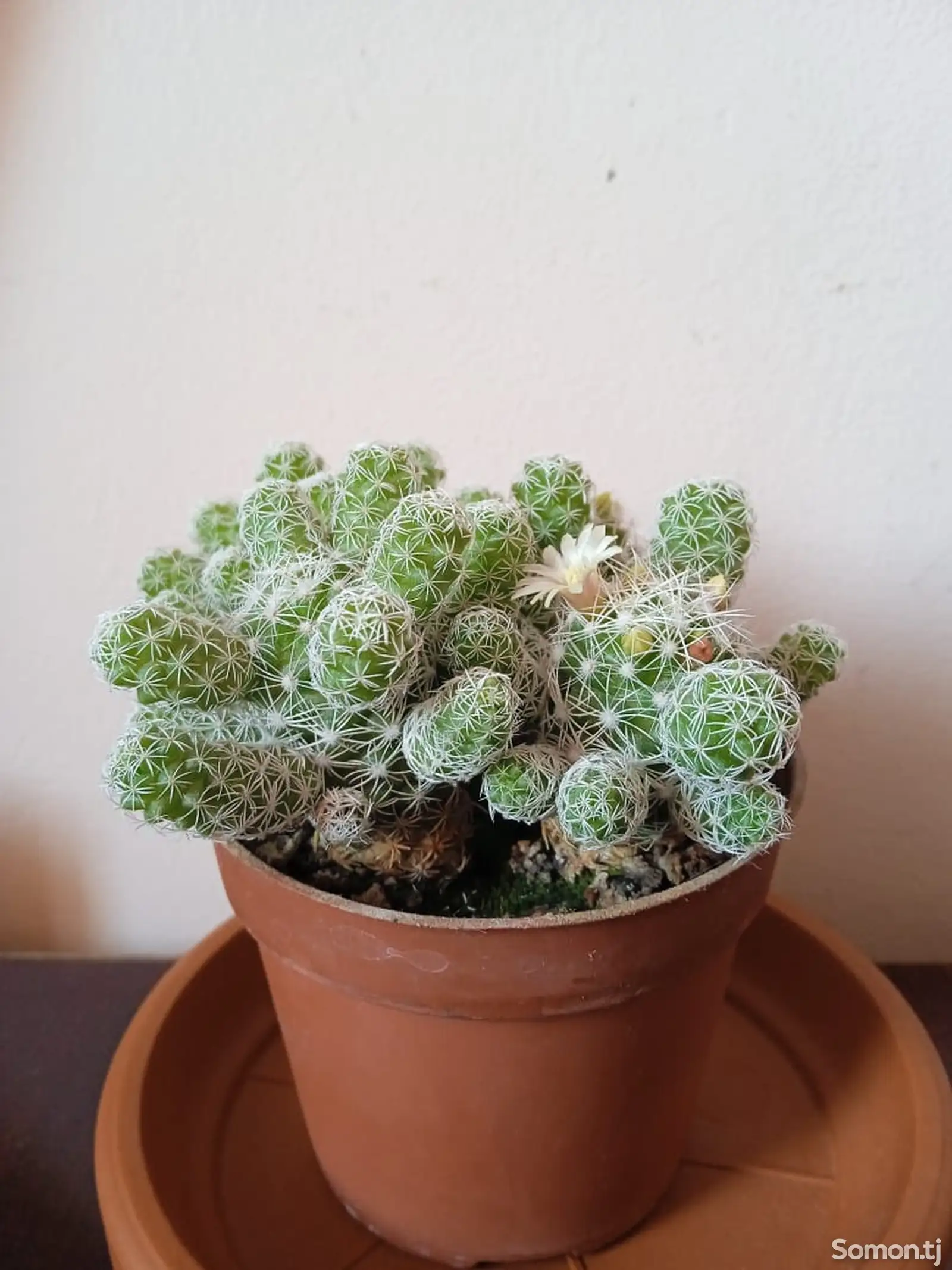 Кактус Mammillaria gracilis fragilis-1