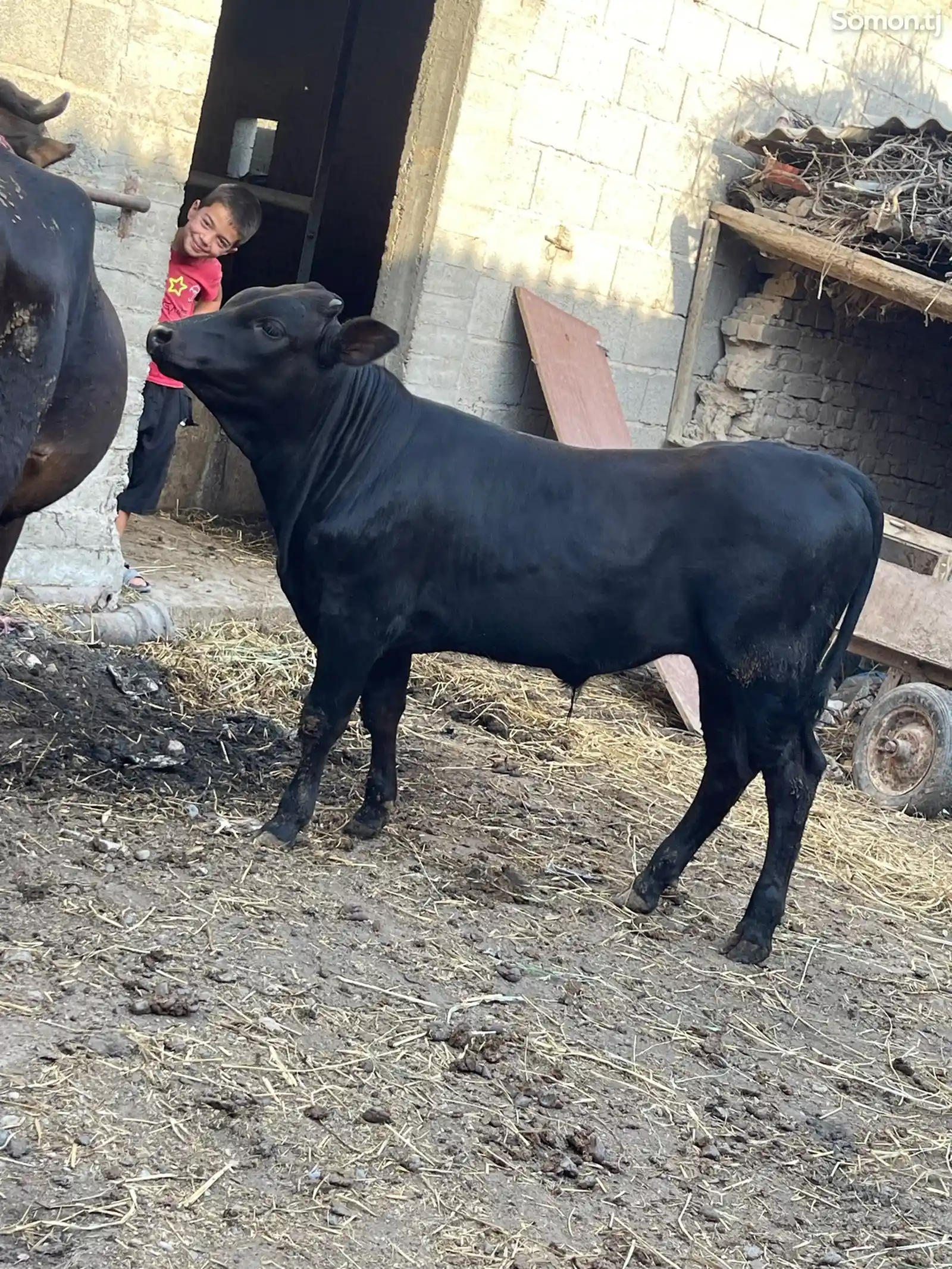 Корова с теленком-8