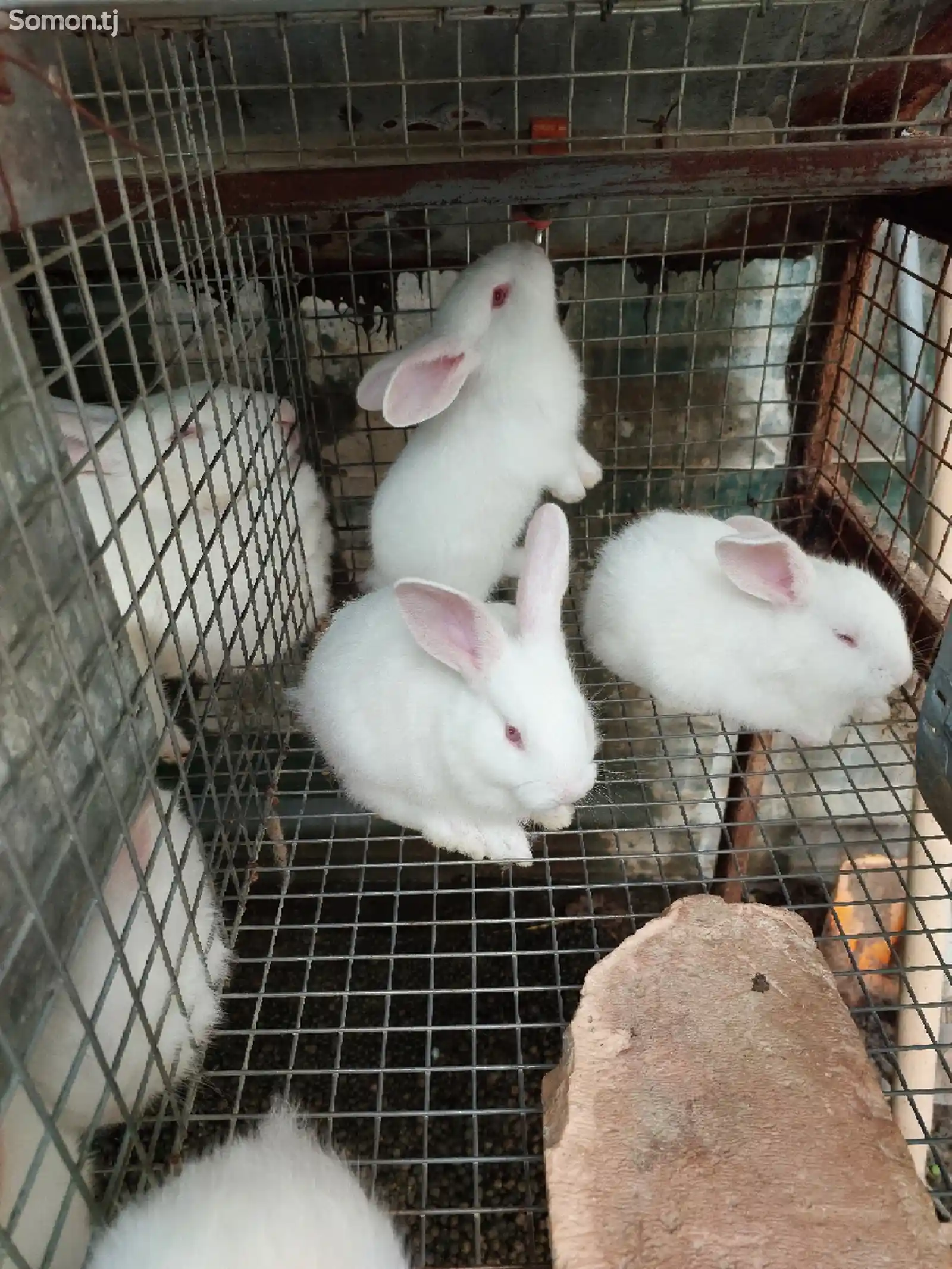 Крольчата породы хиколь-1