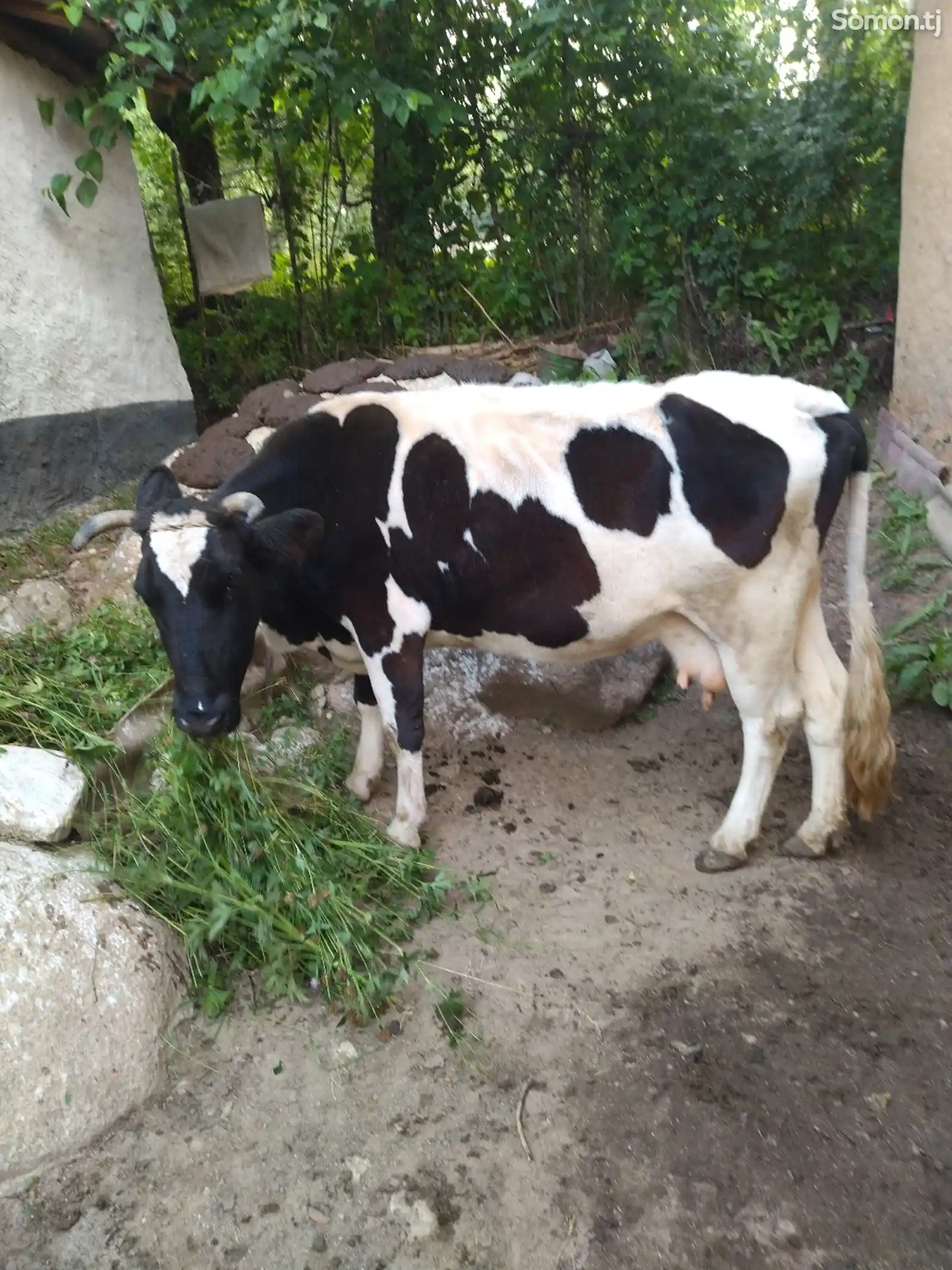 Голштинская порода коров-1