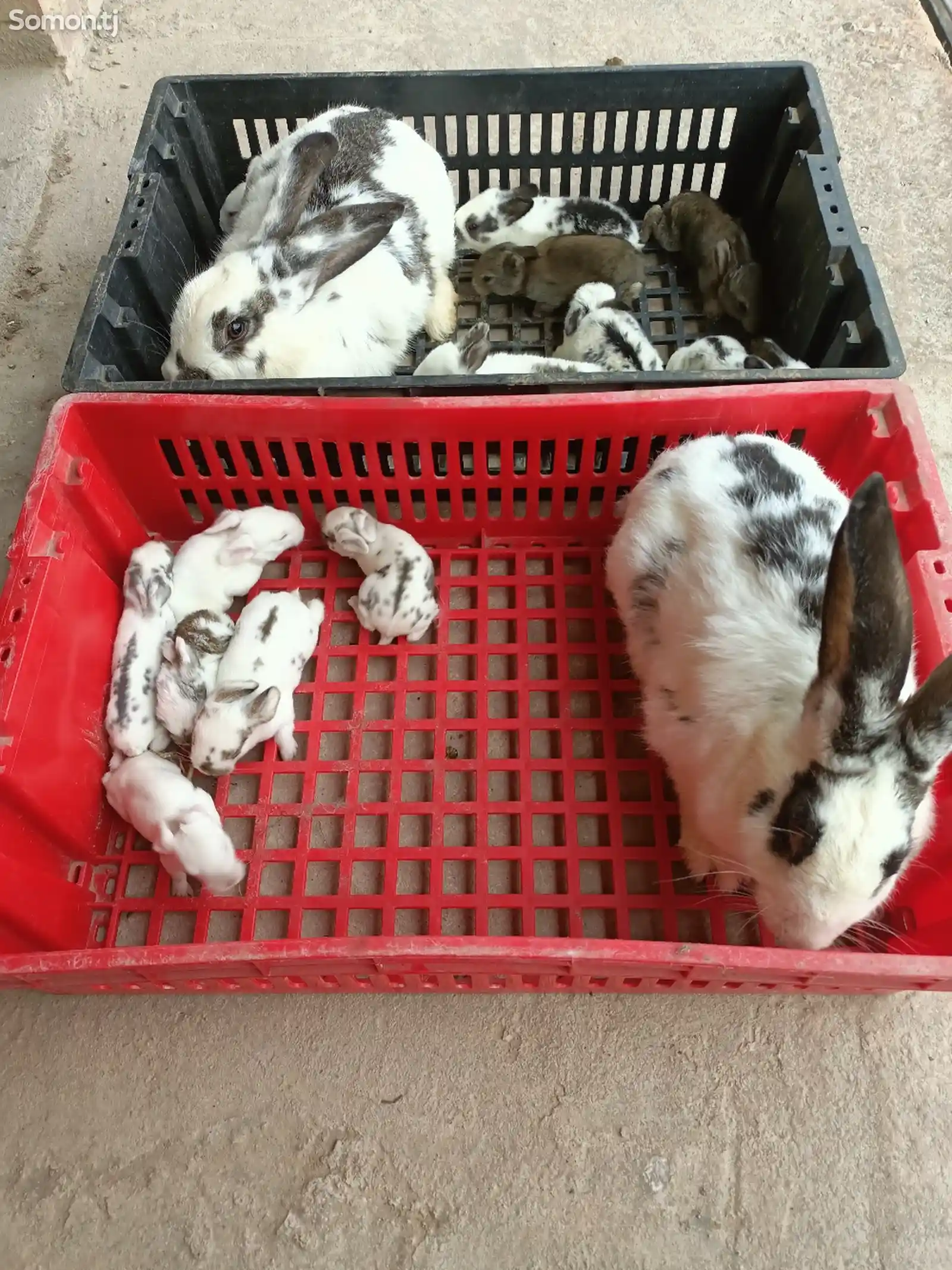 Кролик с крольчатами-8