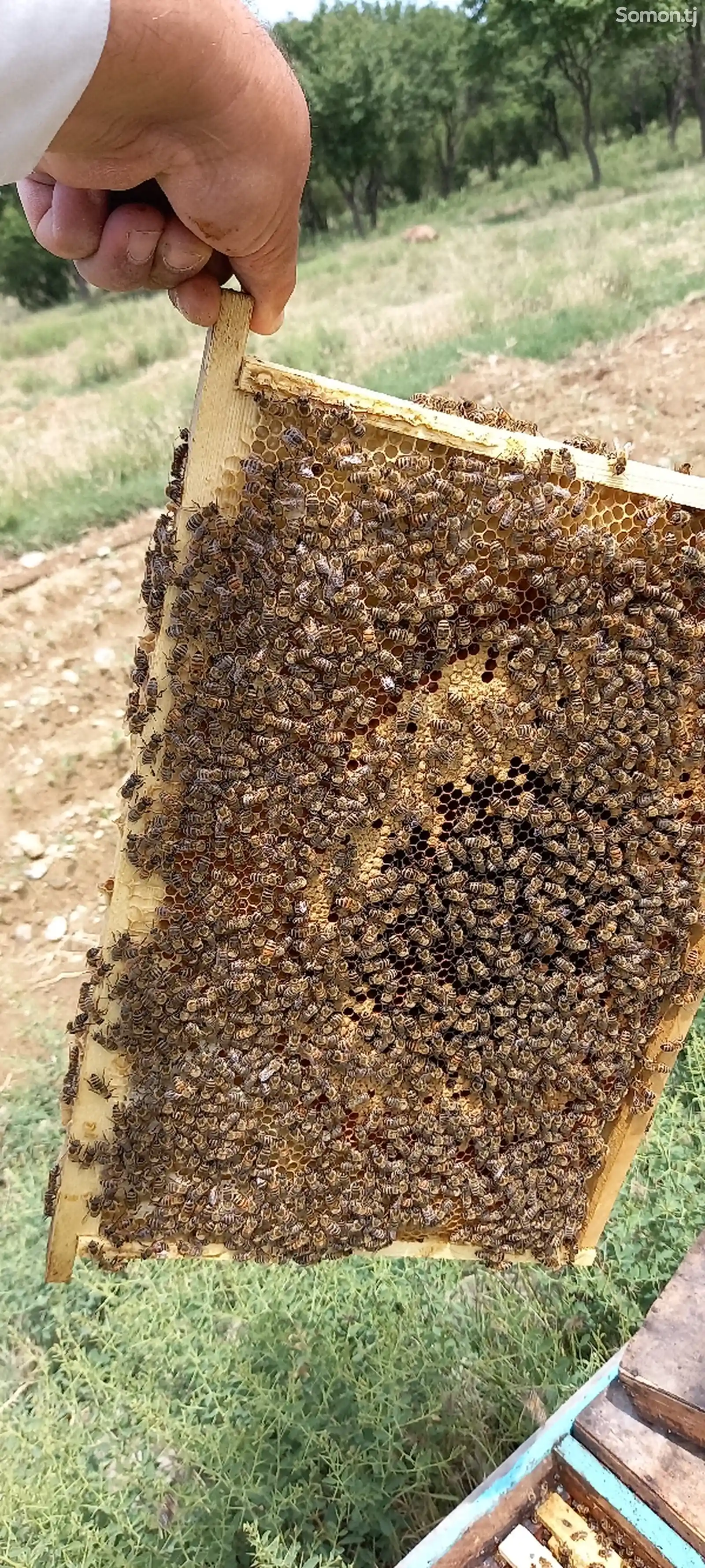 Пчелиный пакет-6