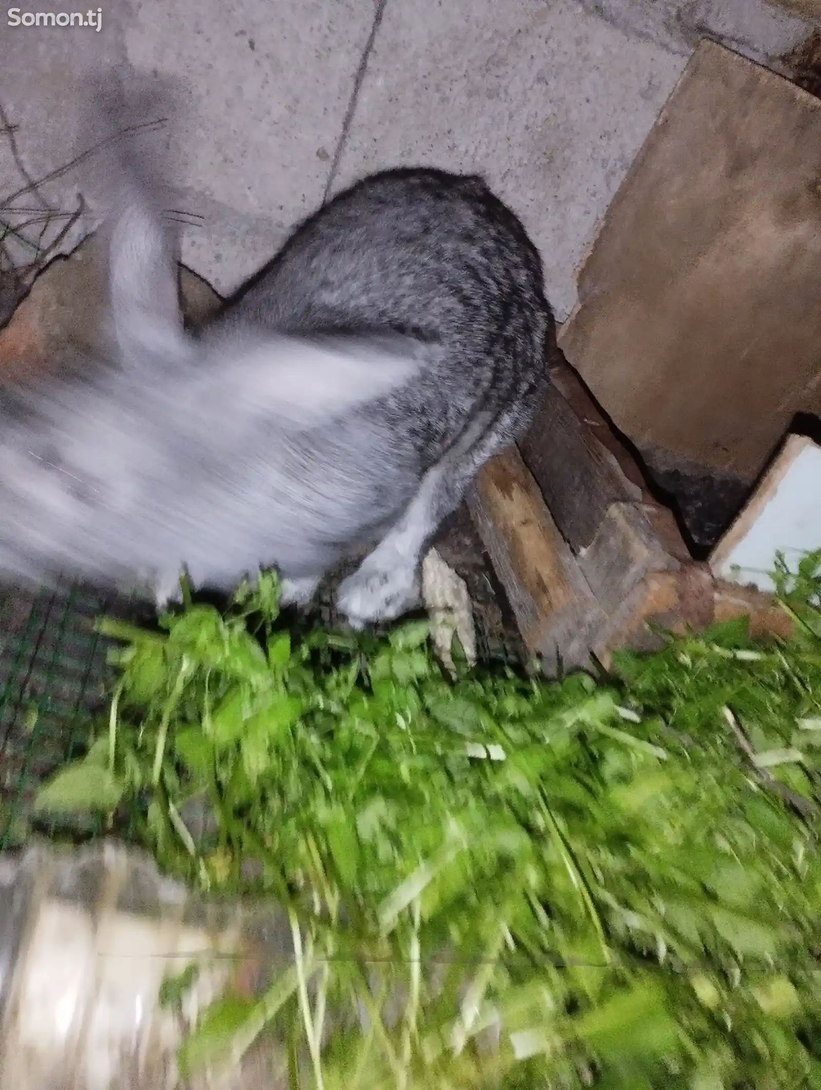 Кролики-8