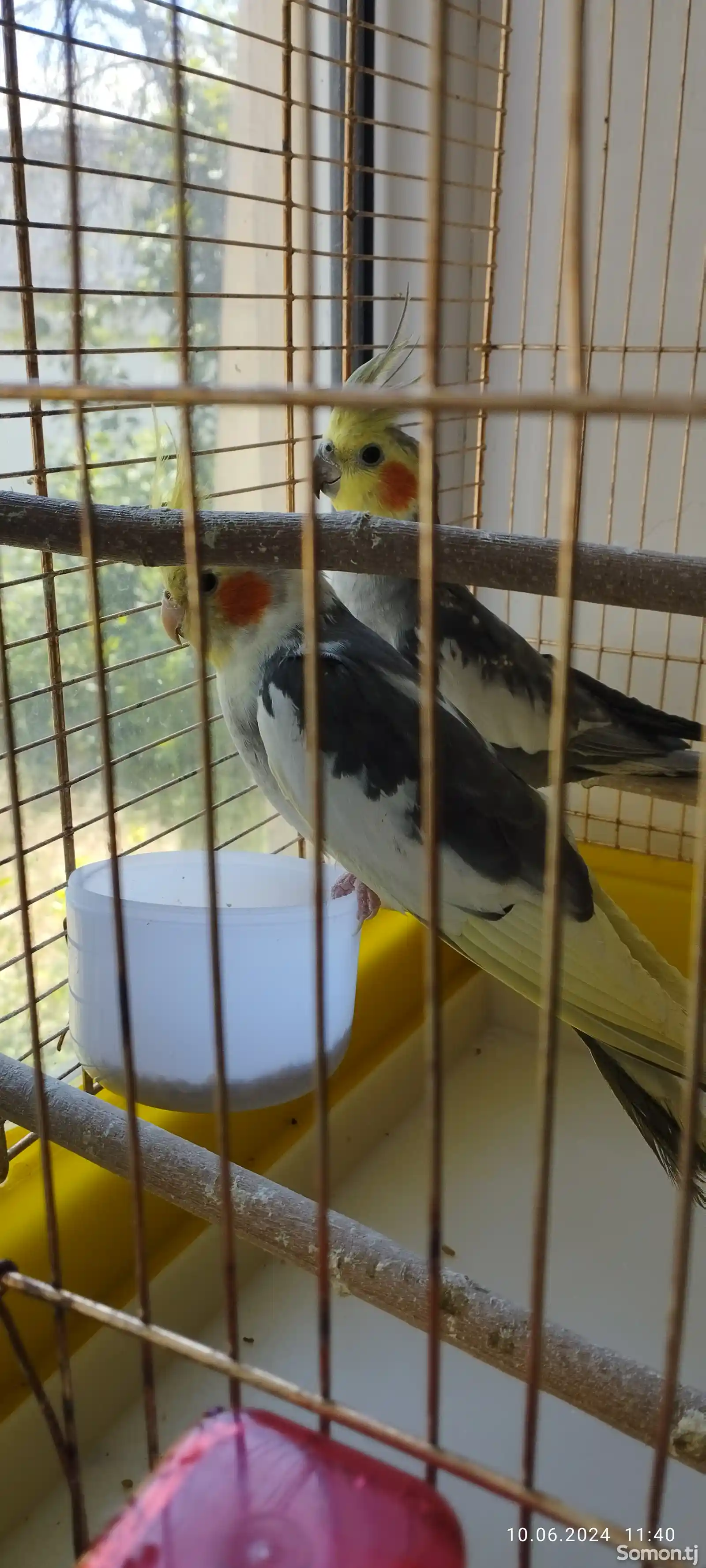 Попугай корелла-3