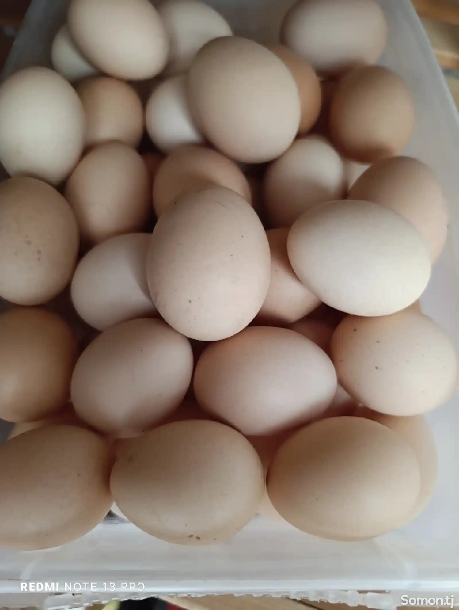 Яйца инкубационные-3