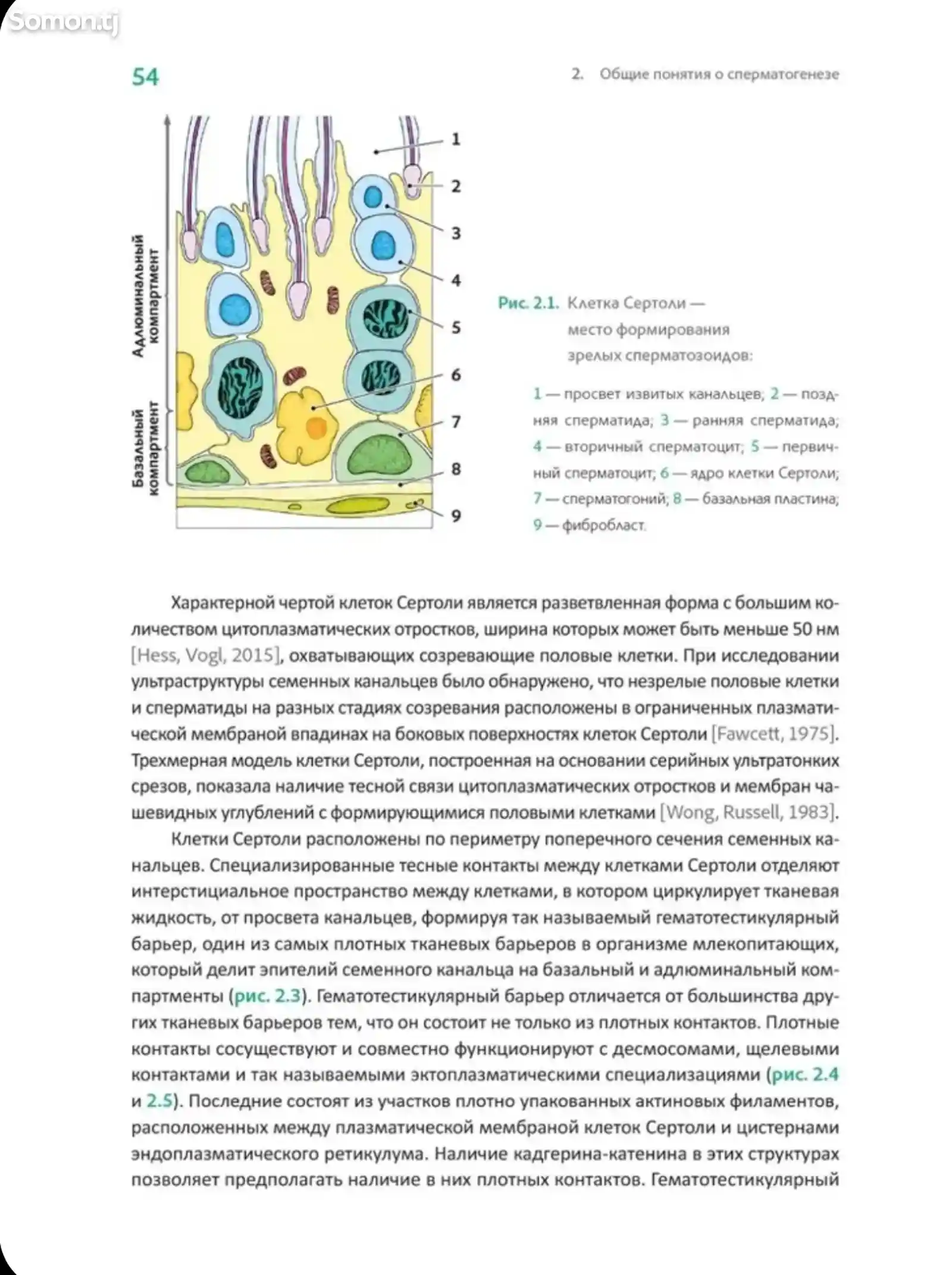 Книга Интерпретация спермограммы-7