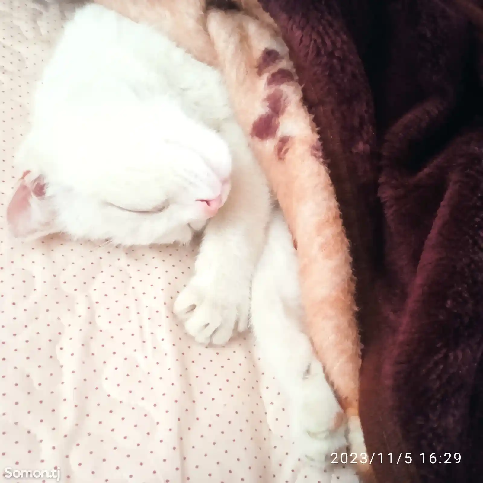 Кот породы Скоттиш Фолд на вязку-8