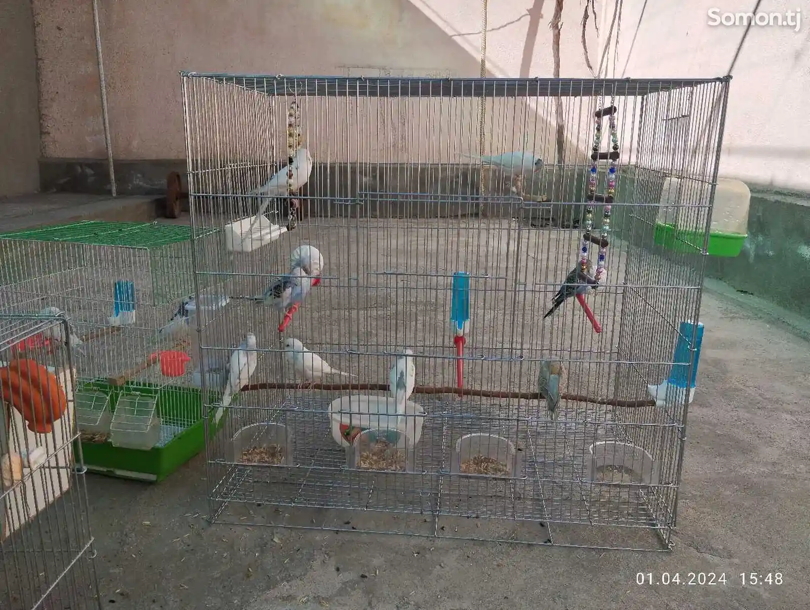 Волнистые попугаи молодняк 10 дона-2
