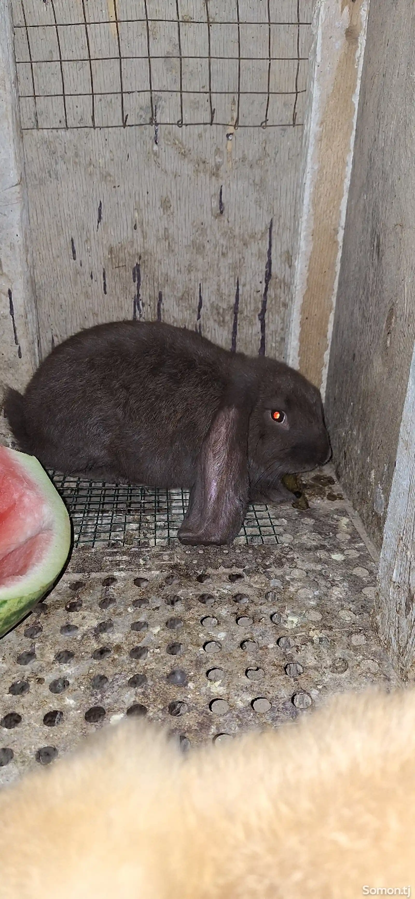 Кролик породы баран-1