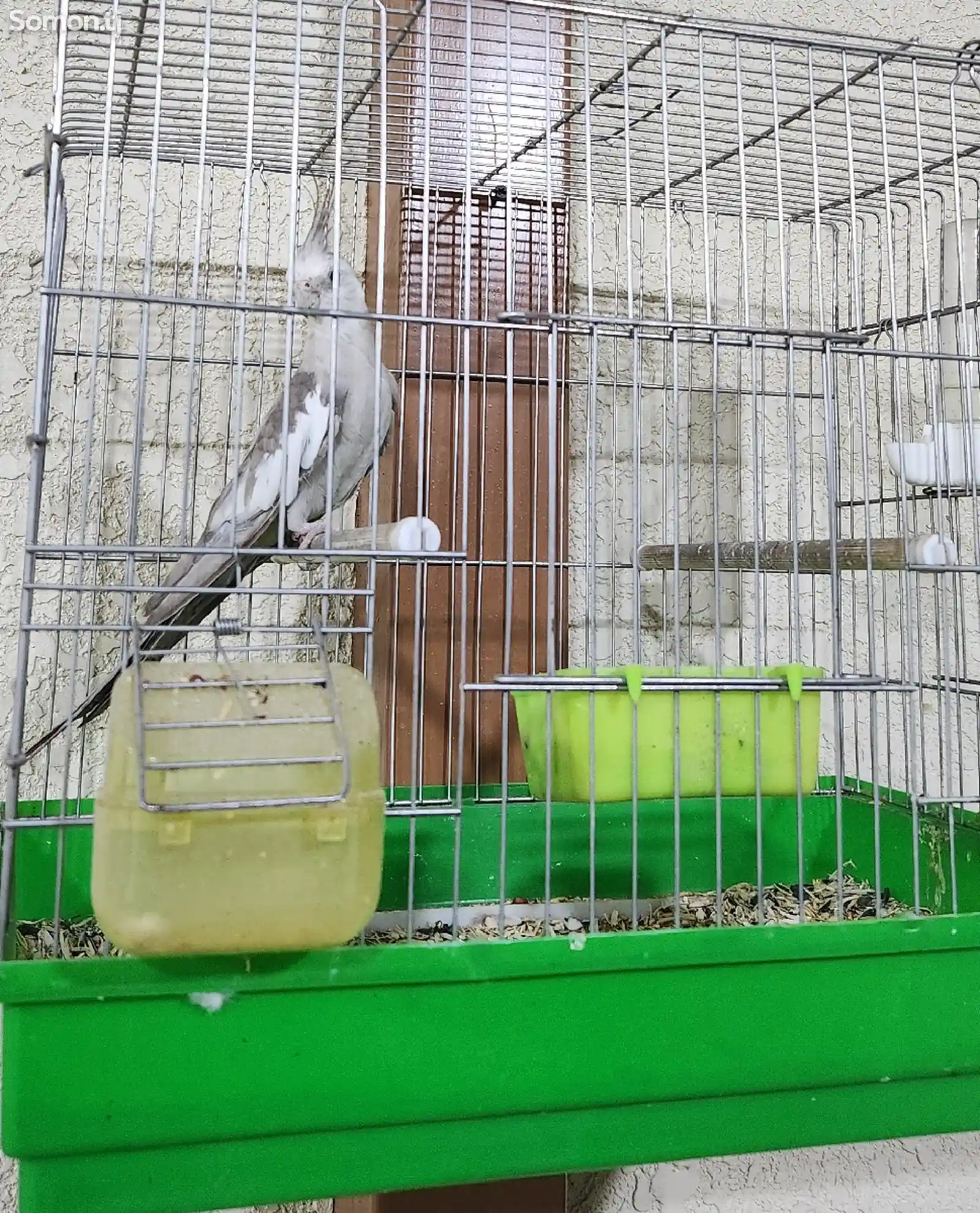 Попугай карела-1