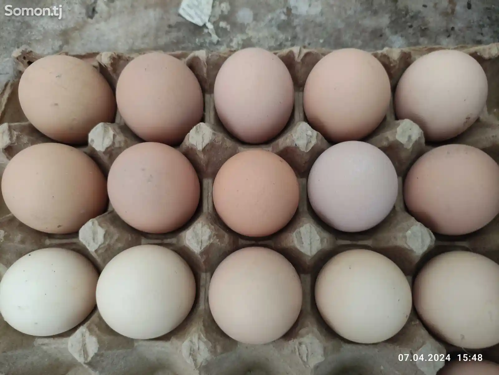 Яйца для инкубации-1