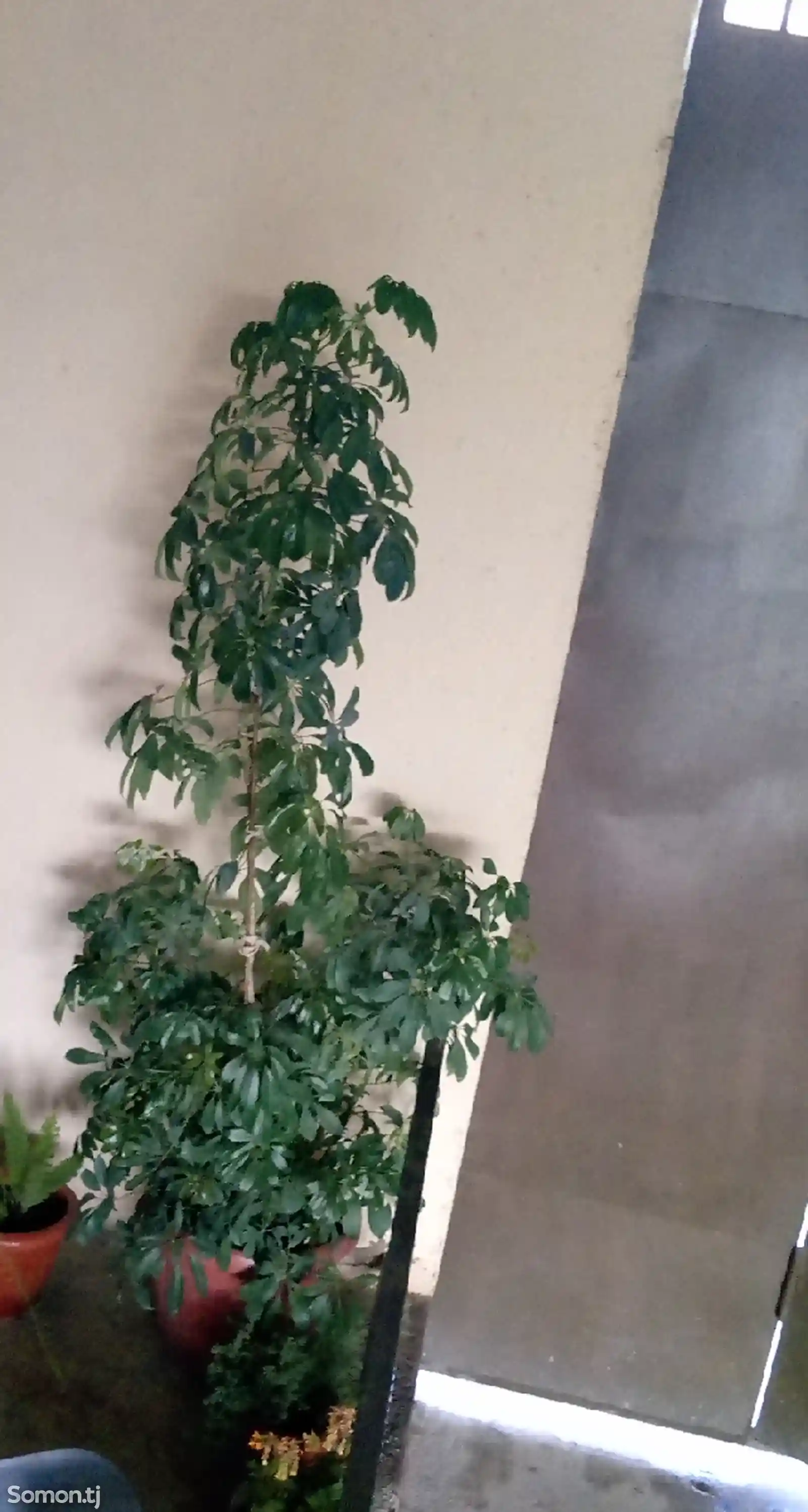 Комнатное растение шефлера-3