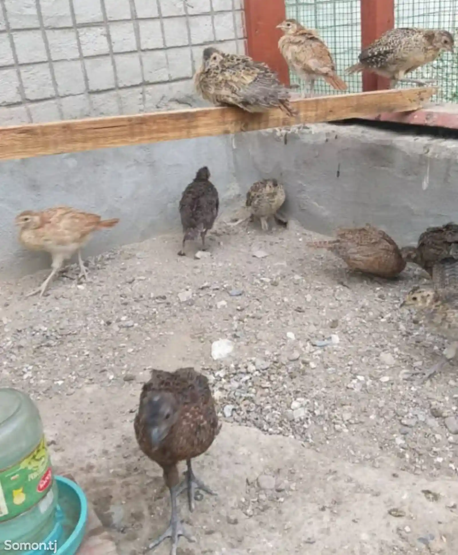 Цыплята румынского фазана-4