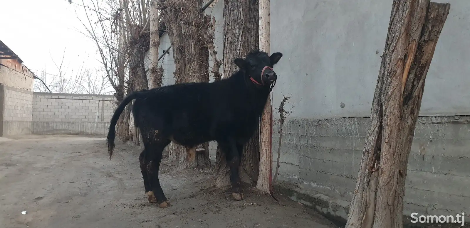 Корова породы Абердин-ангусская-1