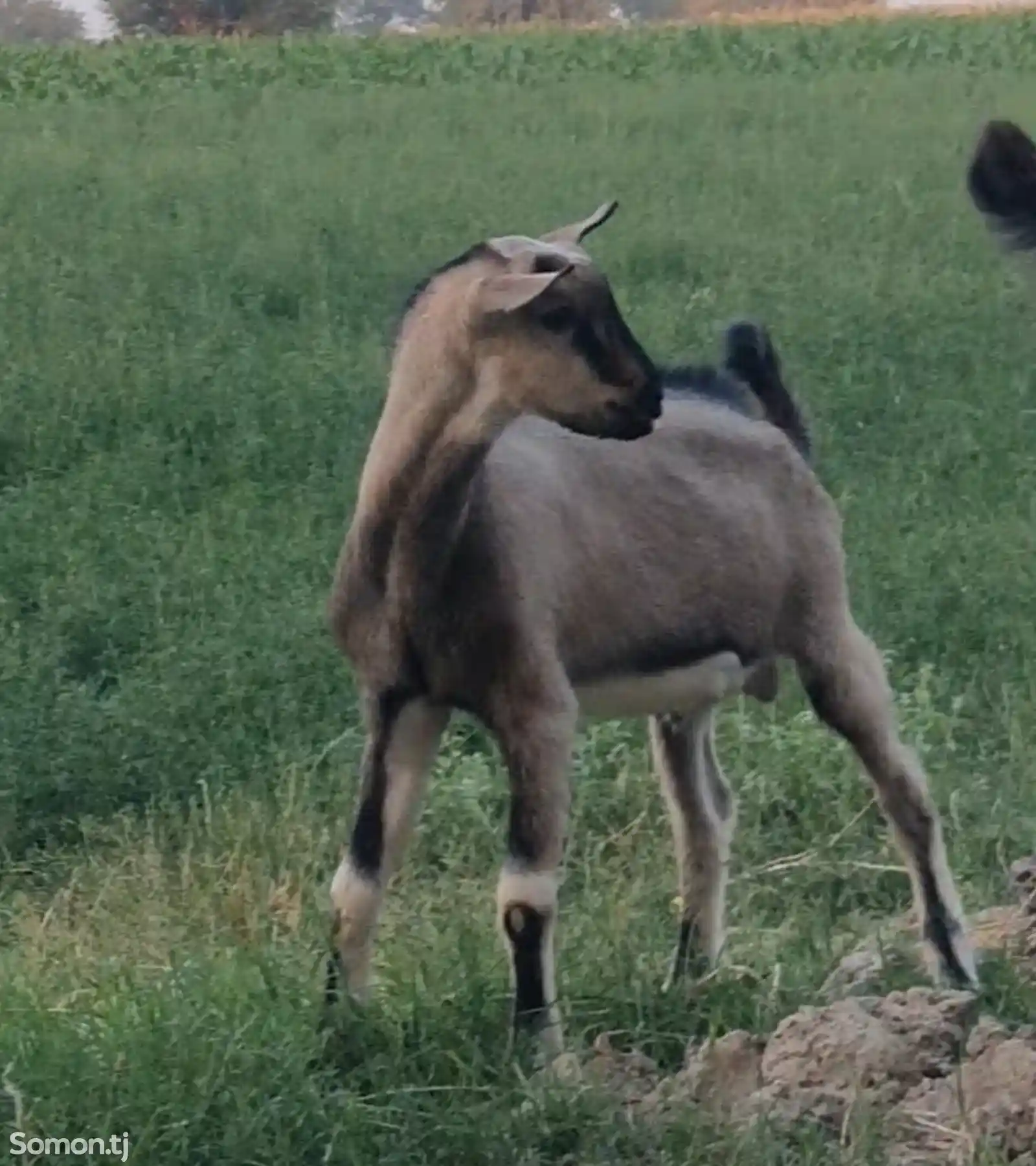 Бузголахои альпийский-3