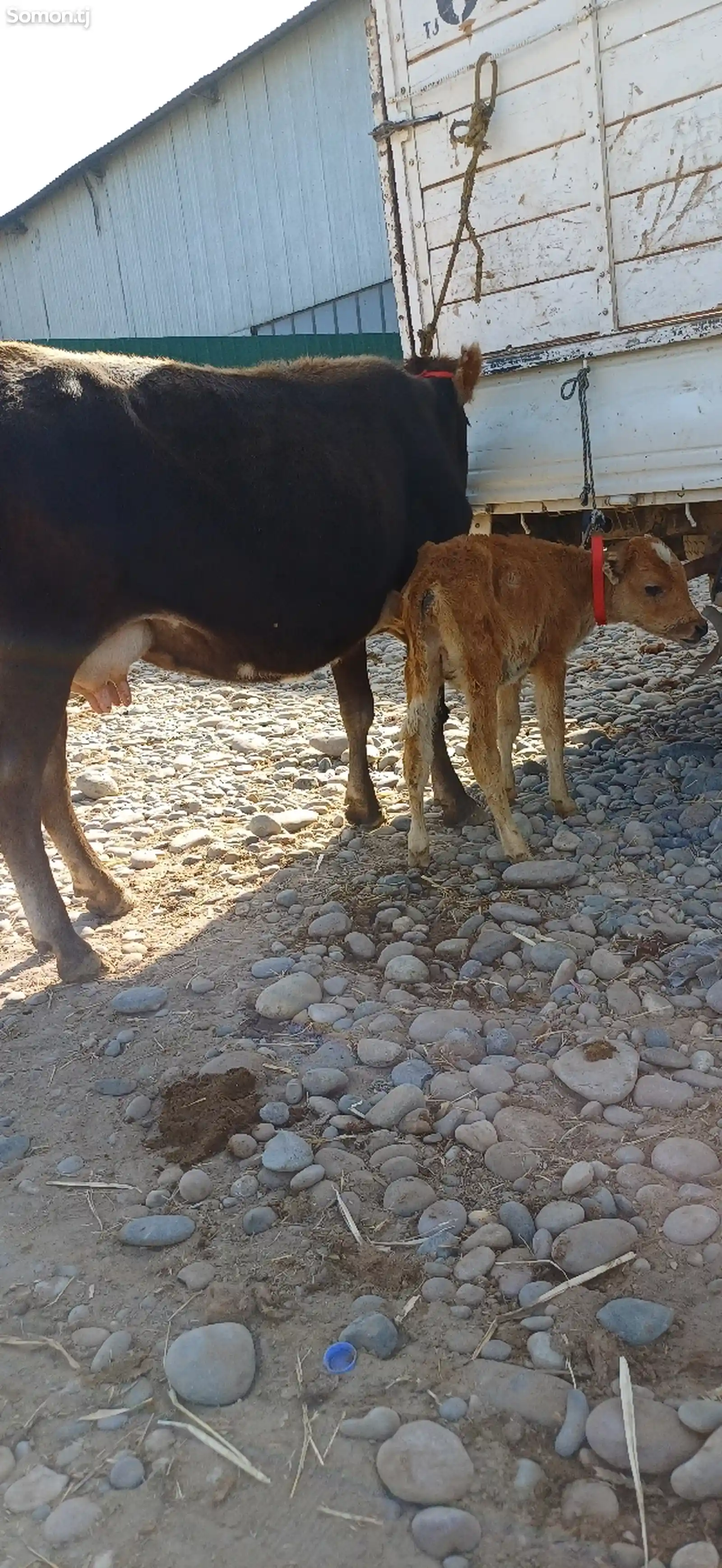 Гови гусоладор-2