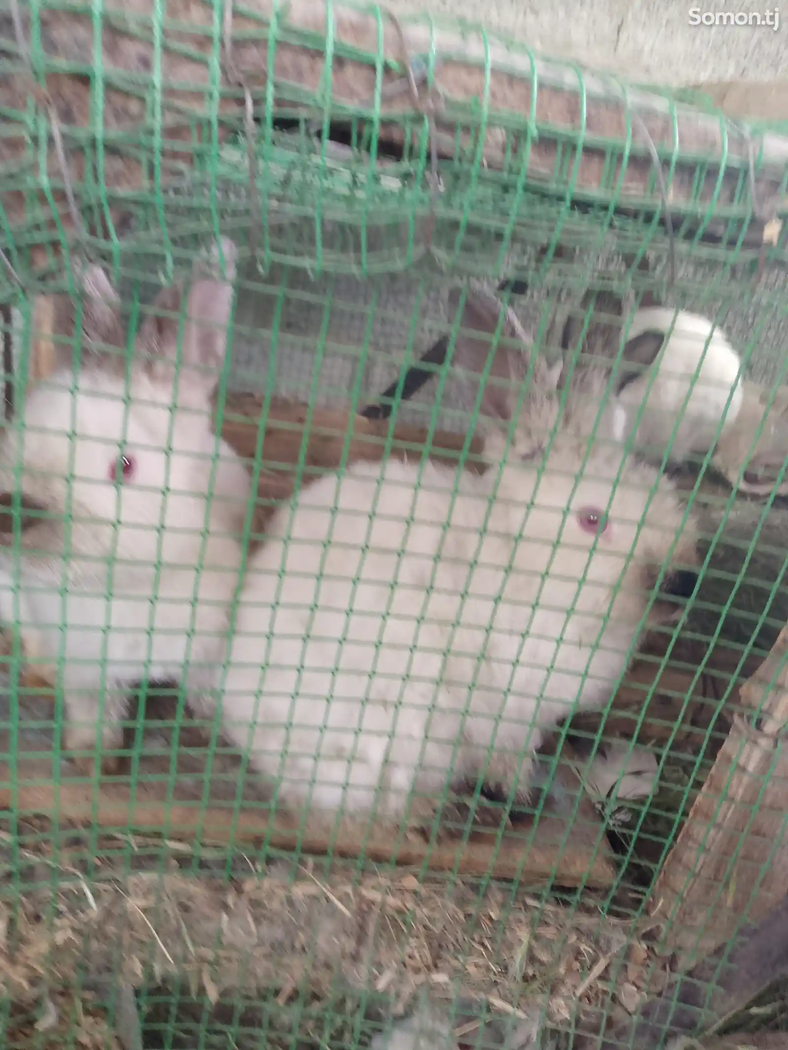 Кролики-9