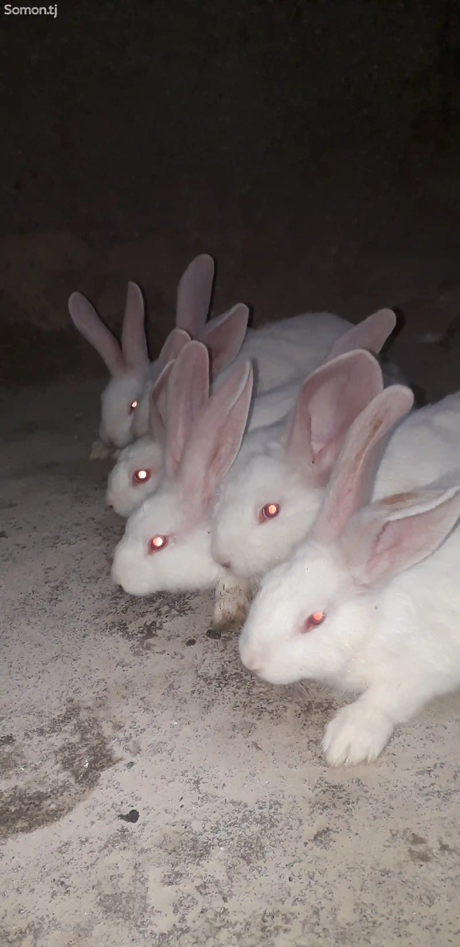 Кролики Фландер-3