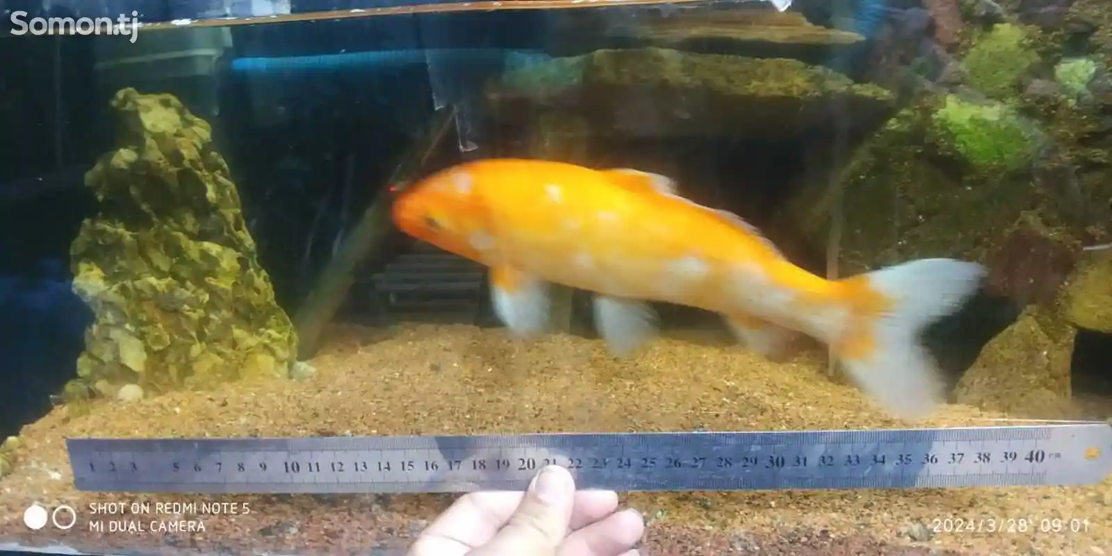 Рыба золотая-1