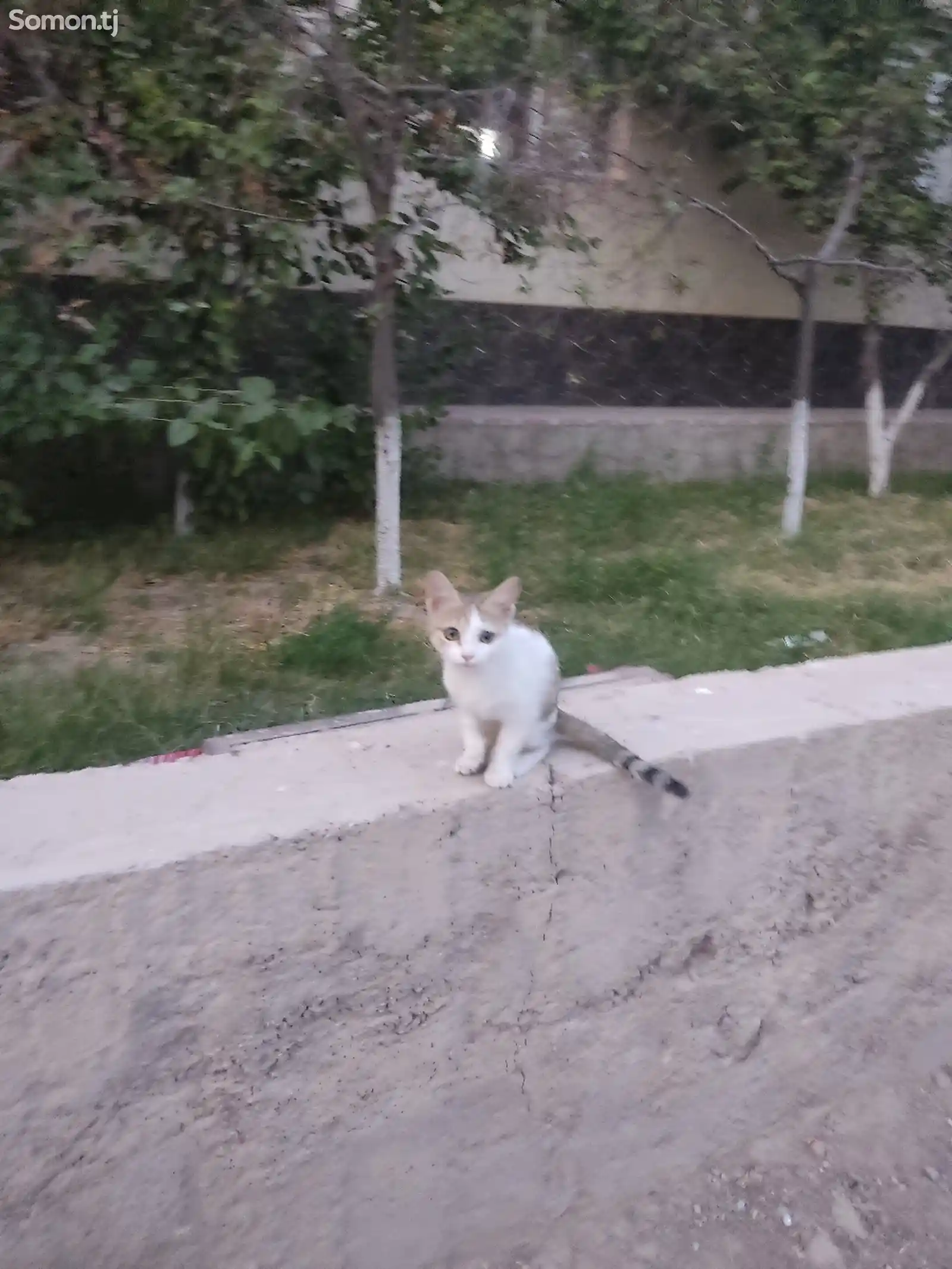 Котëнок