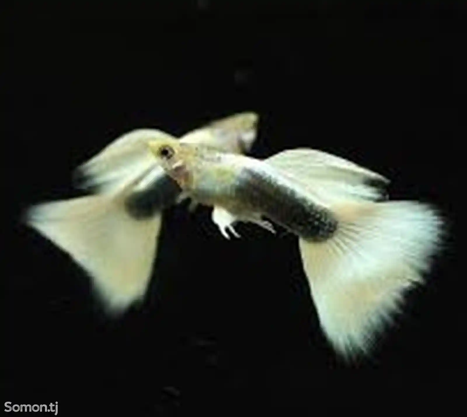 Рыбка Гуппи-1