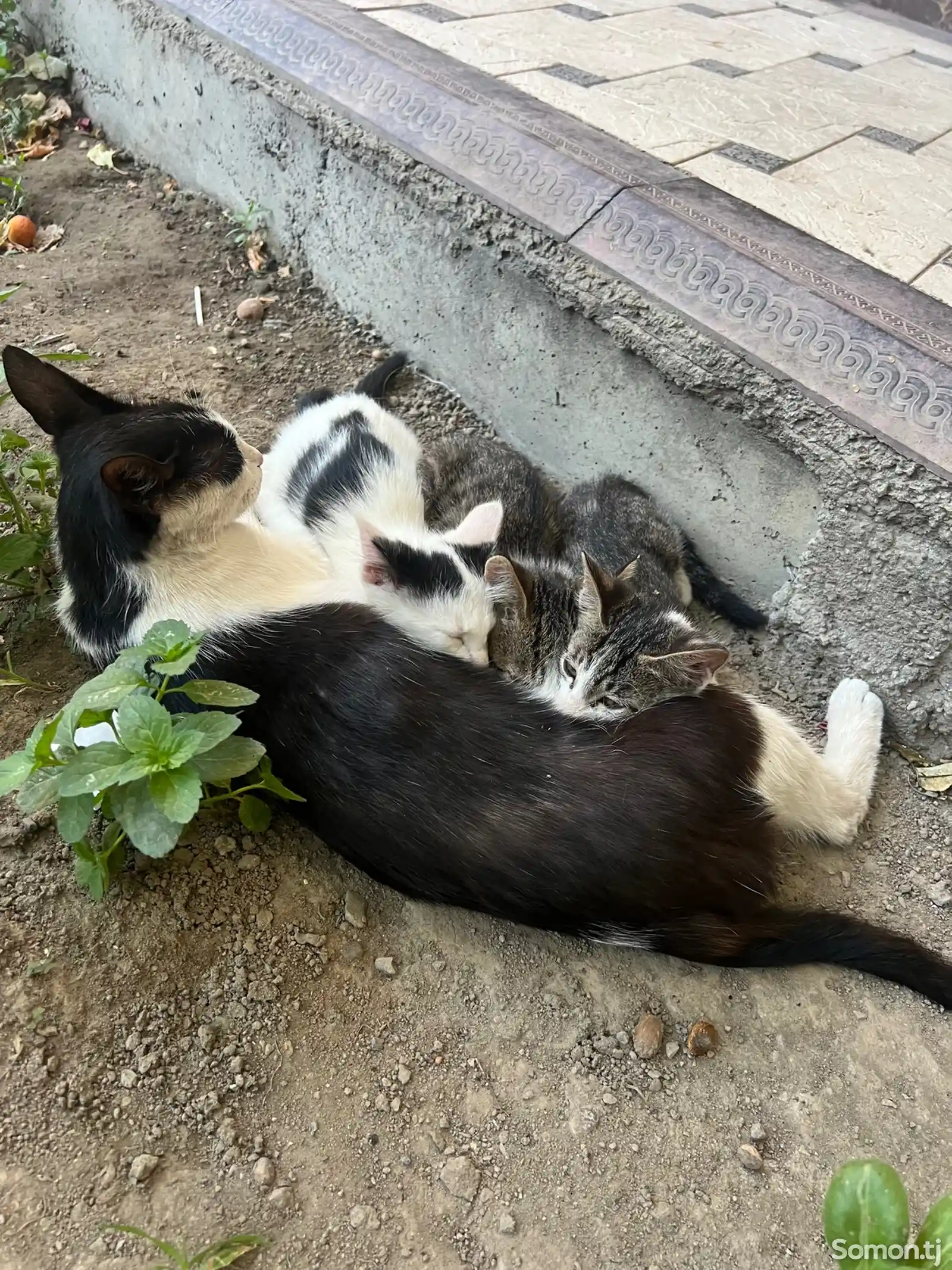 Три котенка