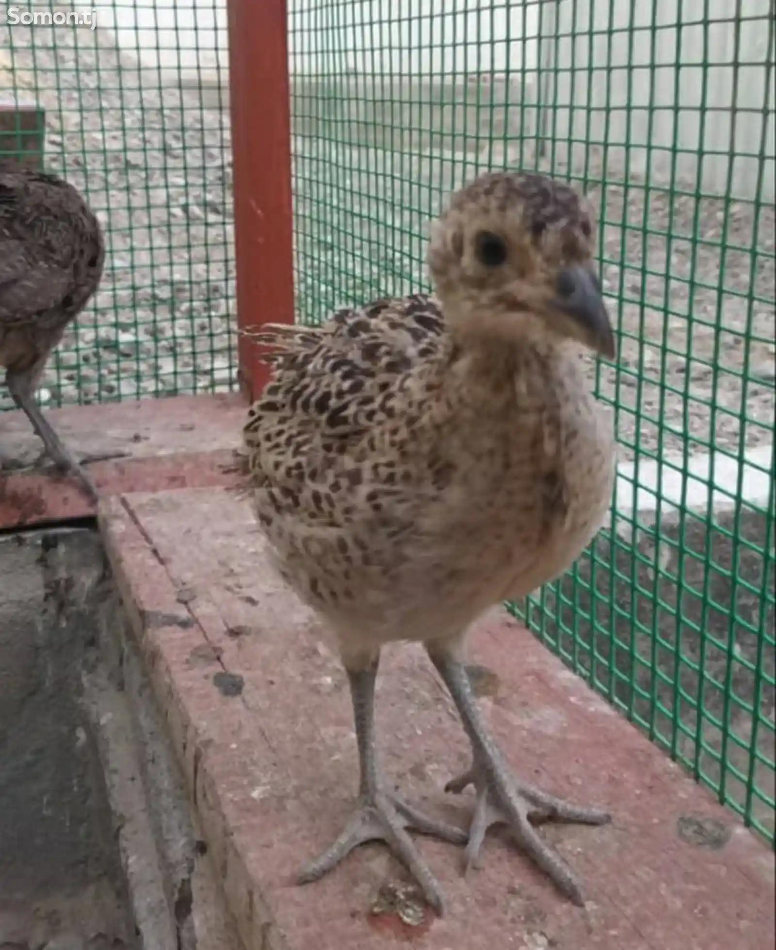 Цыплята румынского фазана-2