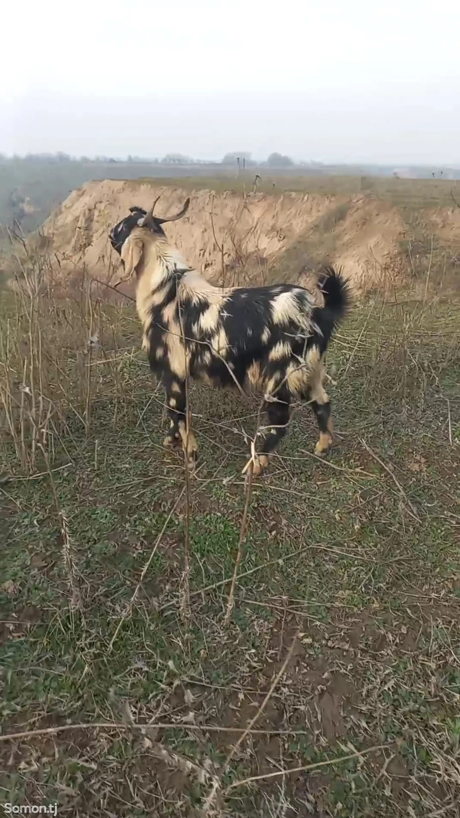 Такаи вайени-1